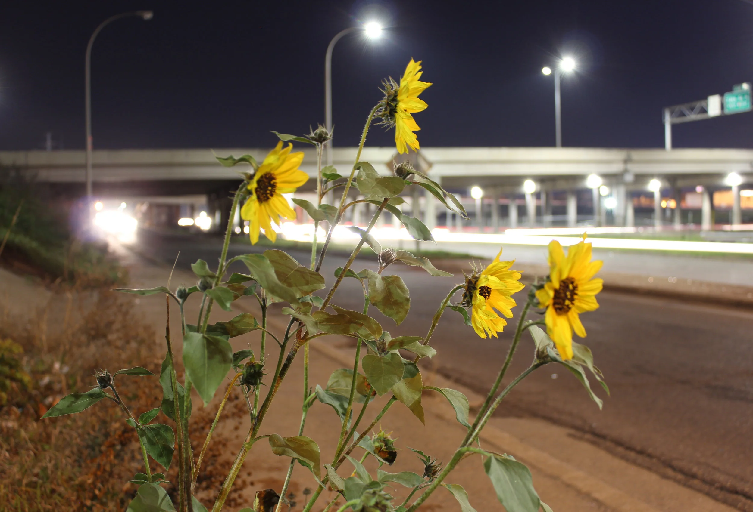 nightflowers.jpg