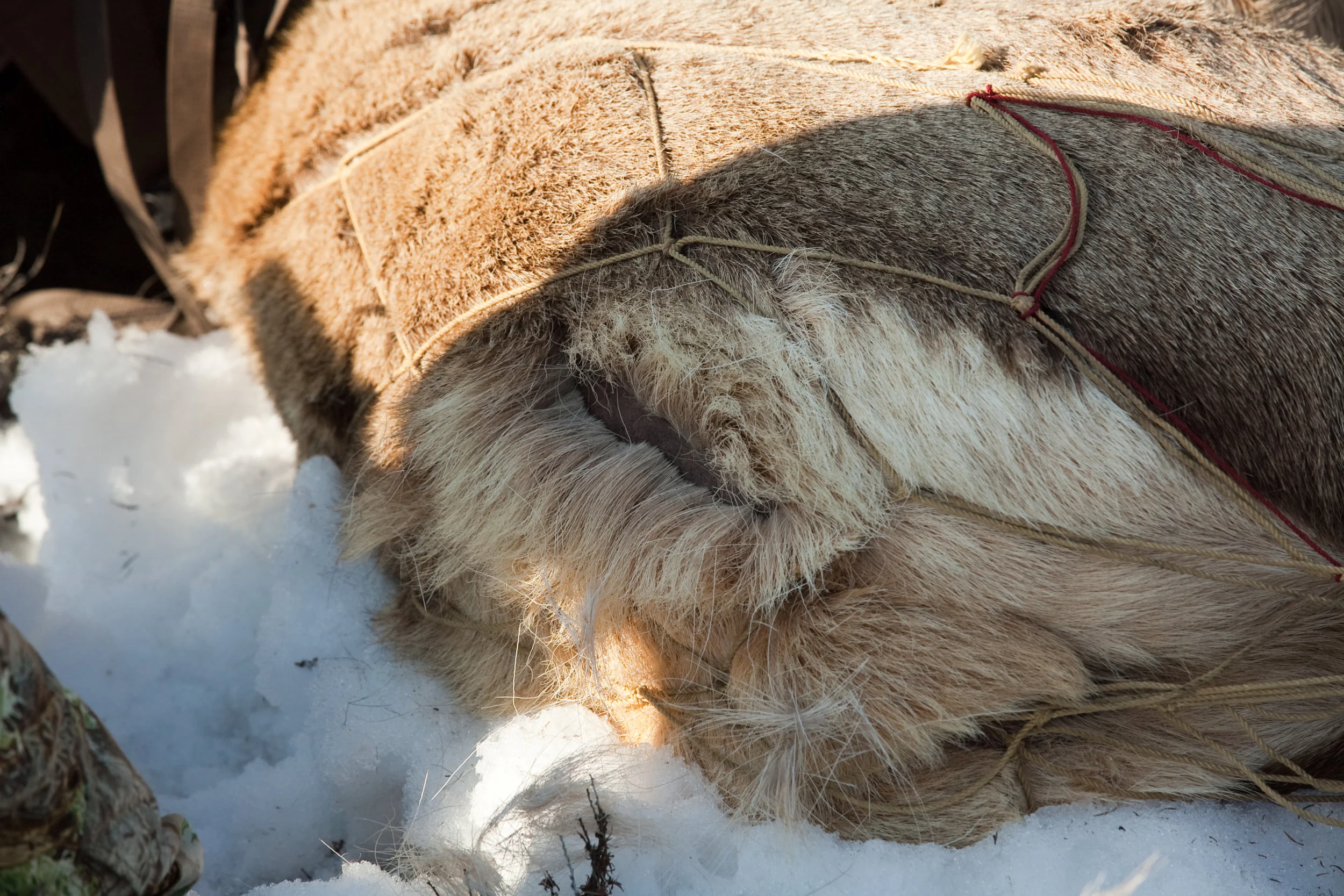 150_INL_ELK.jpg