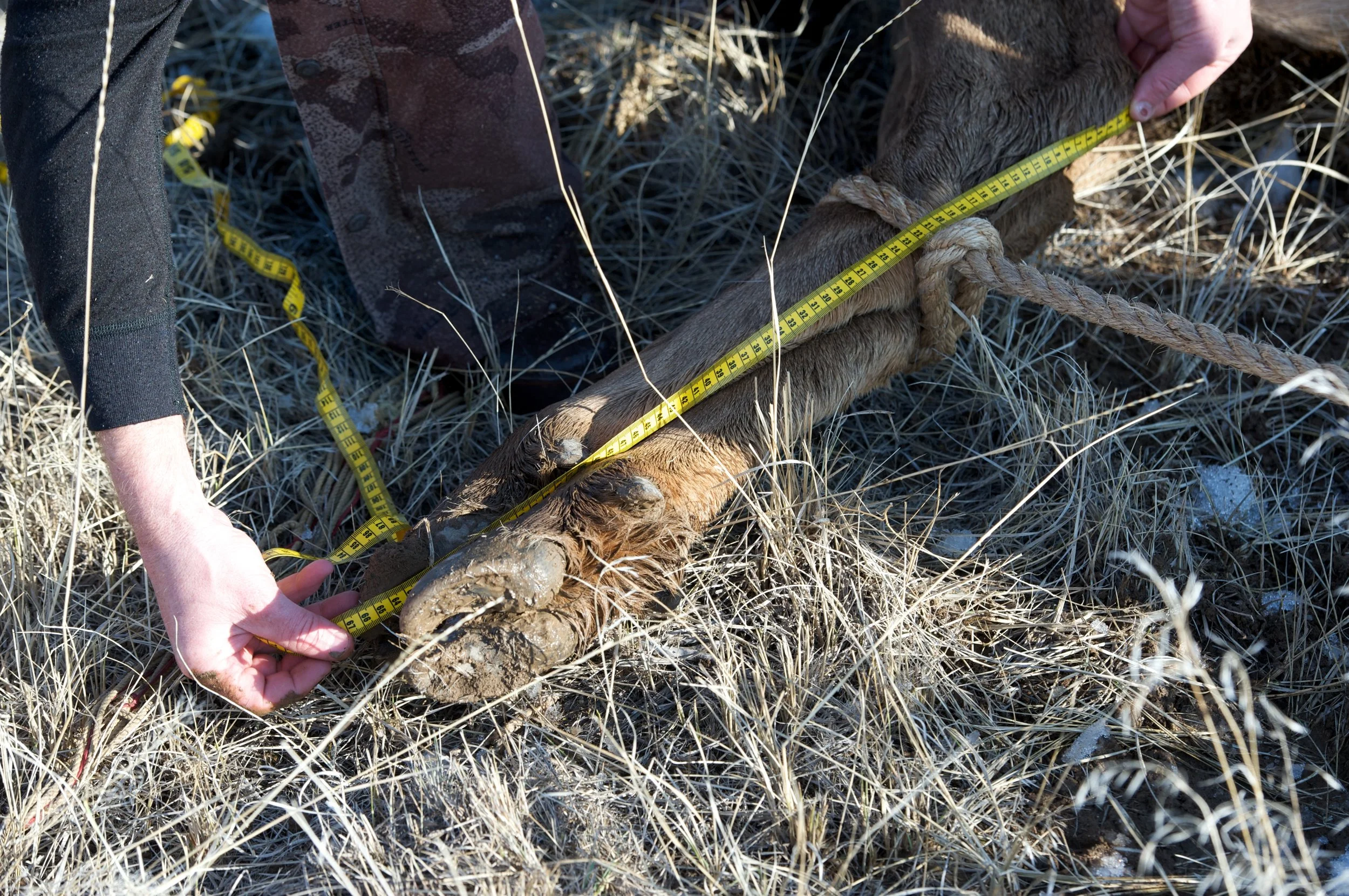 STOLLER_030810_INL_ELKCOLLARING_KD_106.jpg