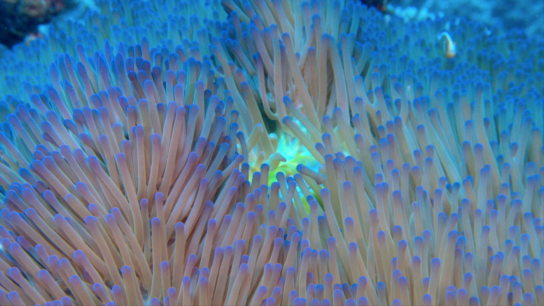 Photo 3 Screen-Shot-Coral.jpg