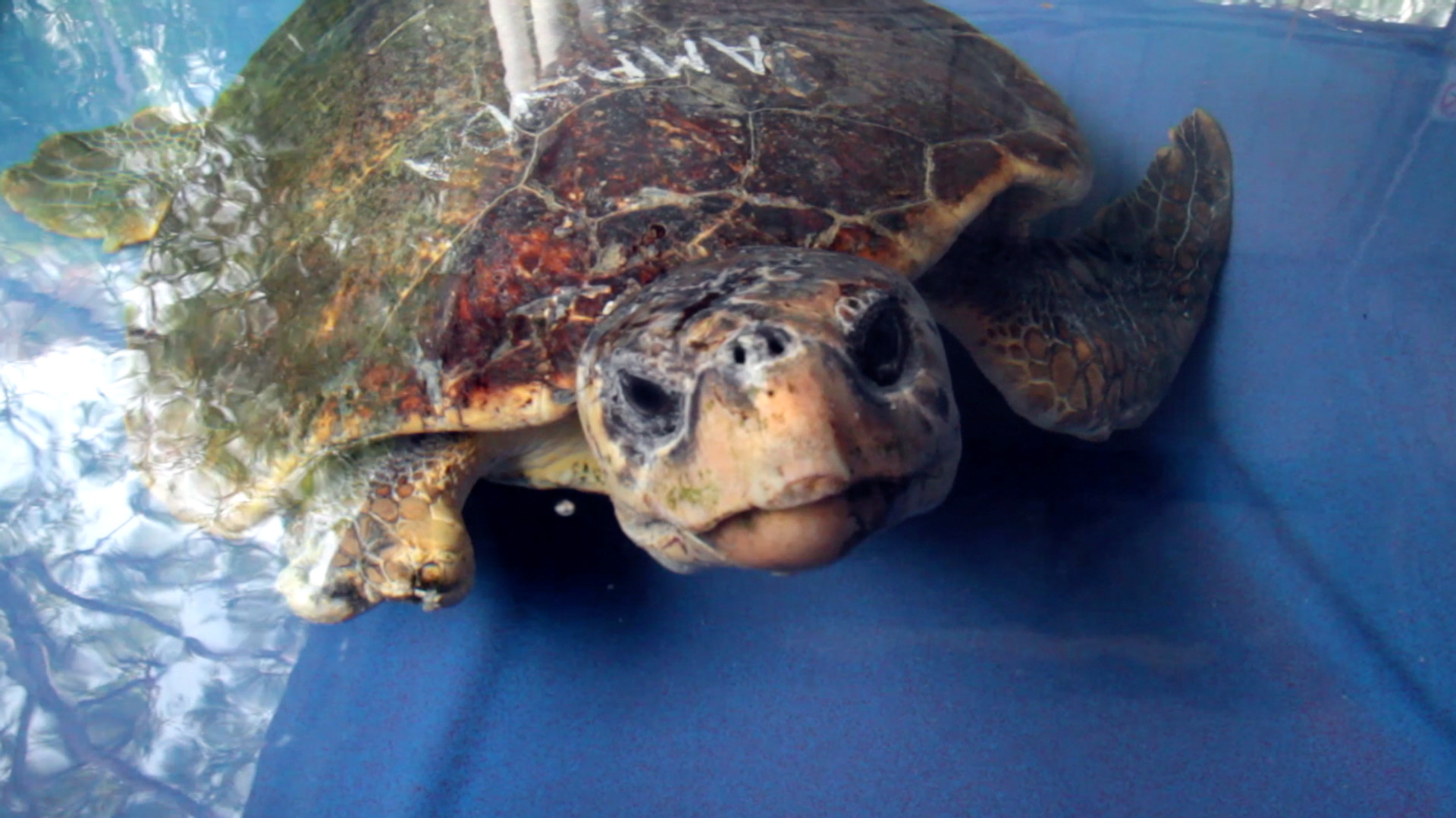 Photo 6 Screen-Shot-Rehabilitated_Turtle_3.jpg