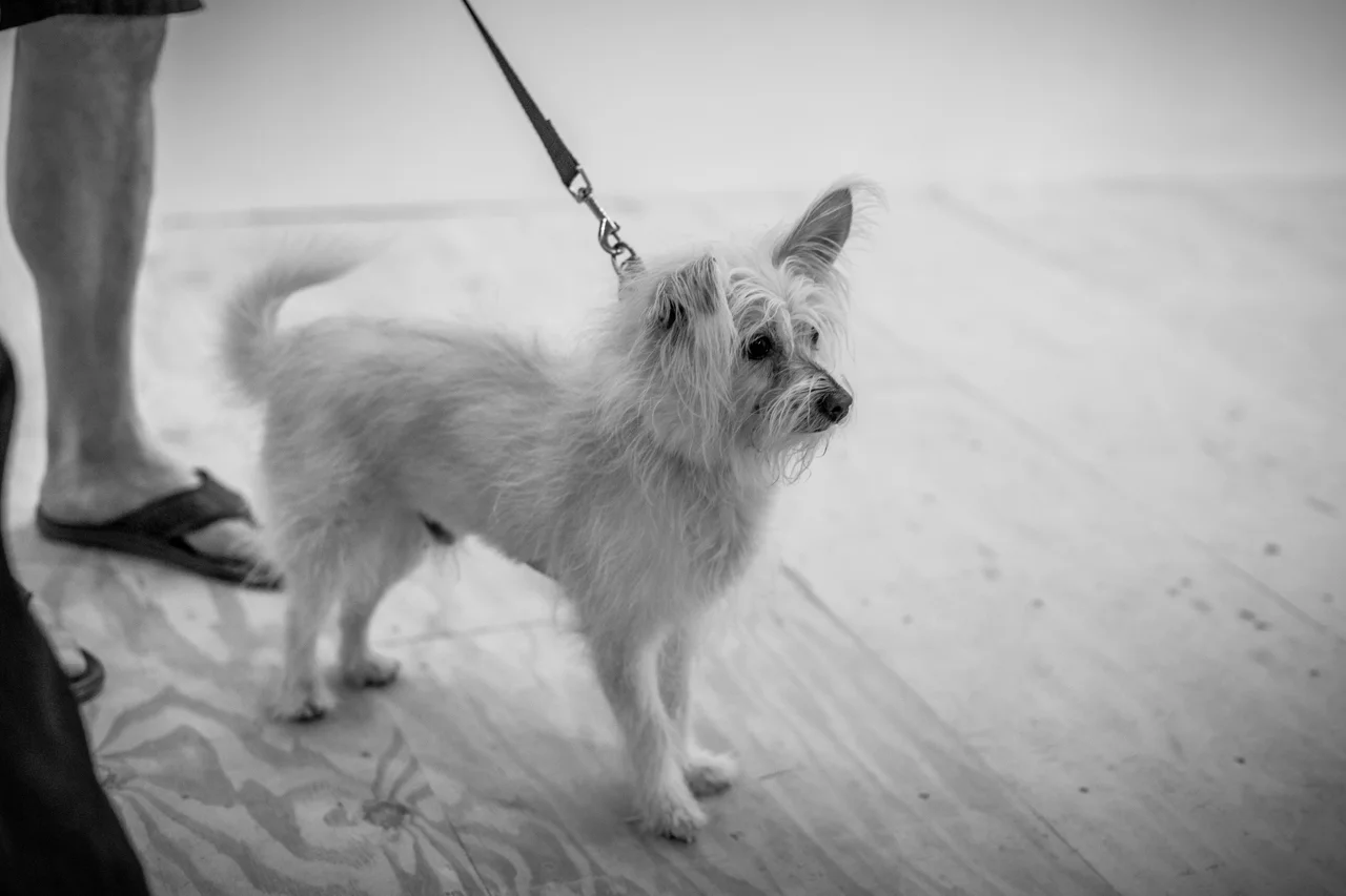 @tumbleweedartco-SECSAT-9.jpg