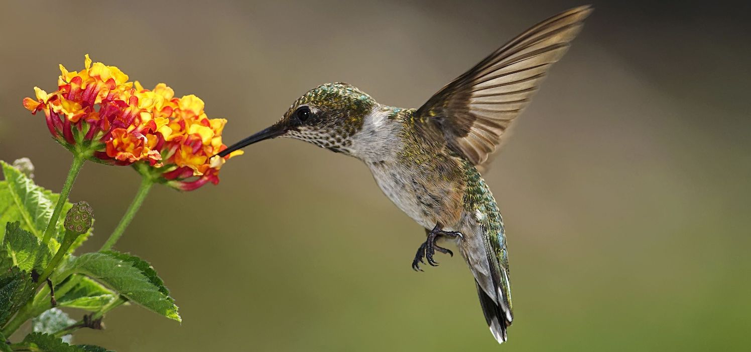 hummingbird-w-lantana-big-5792aed85f9b58173bc9f2cd.jpg