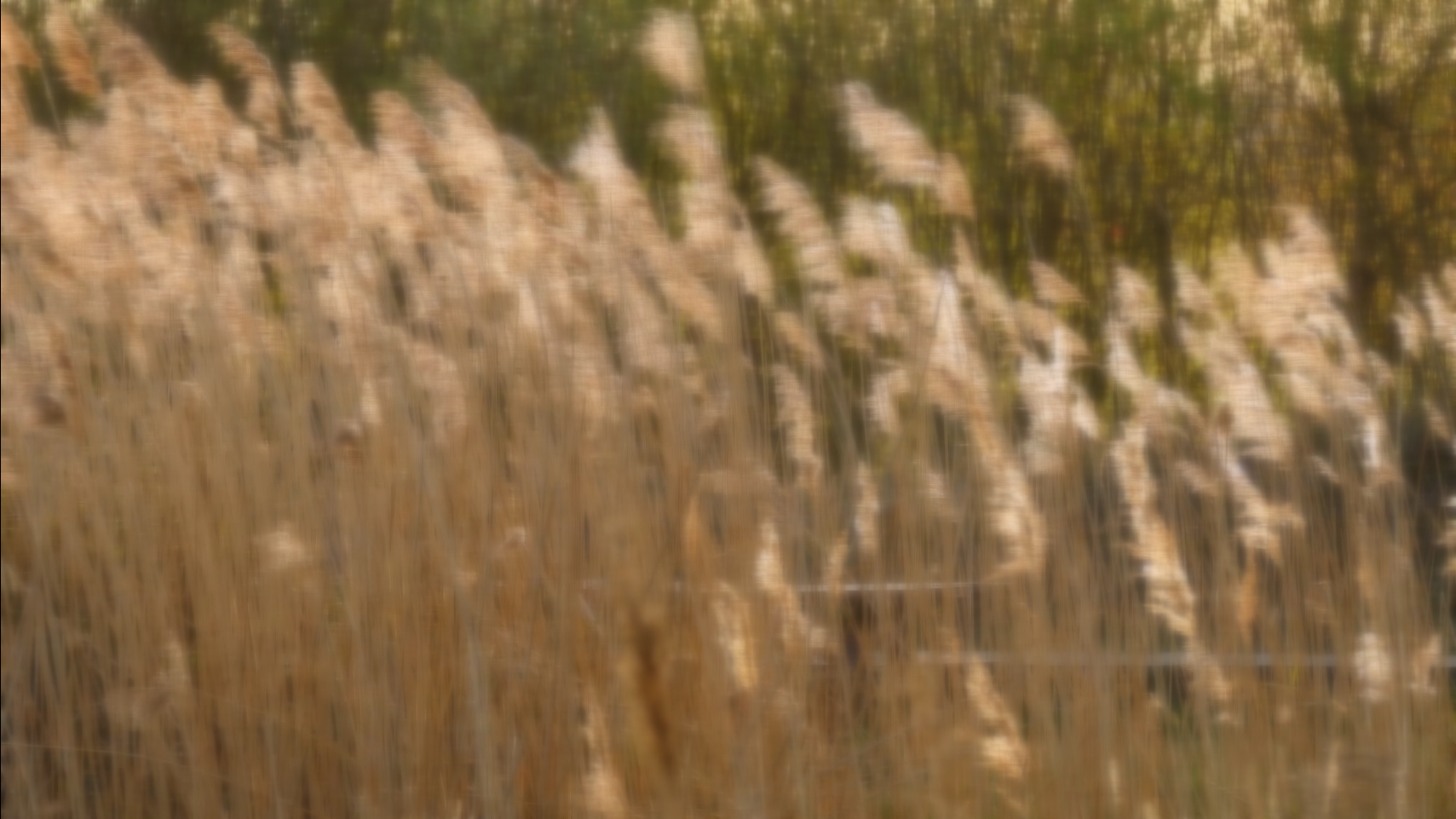 meadow.png