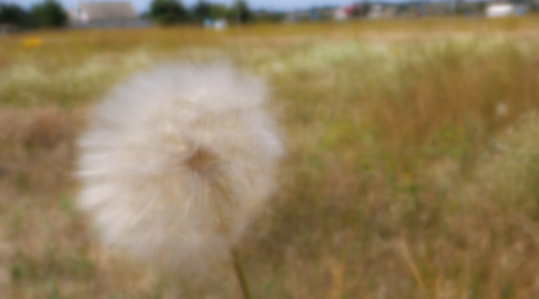 flower.png