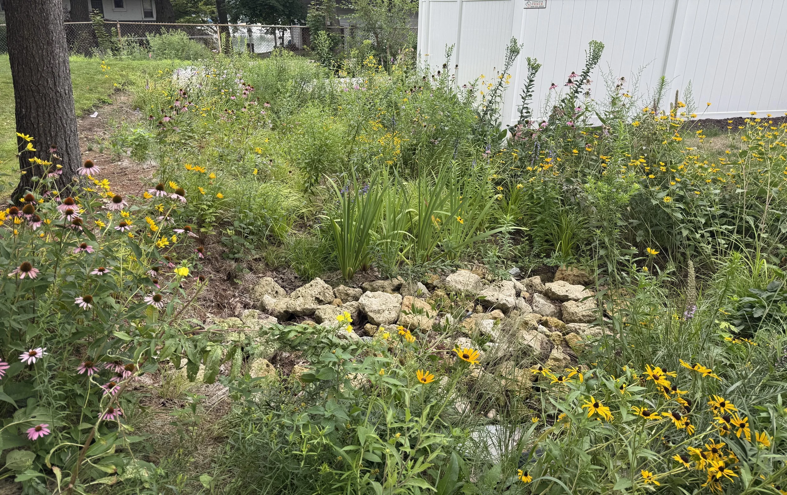 Healthy Lakes and Rivers Demonstration Rain Garden planted August 2025