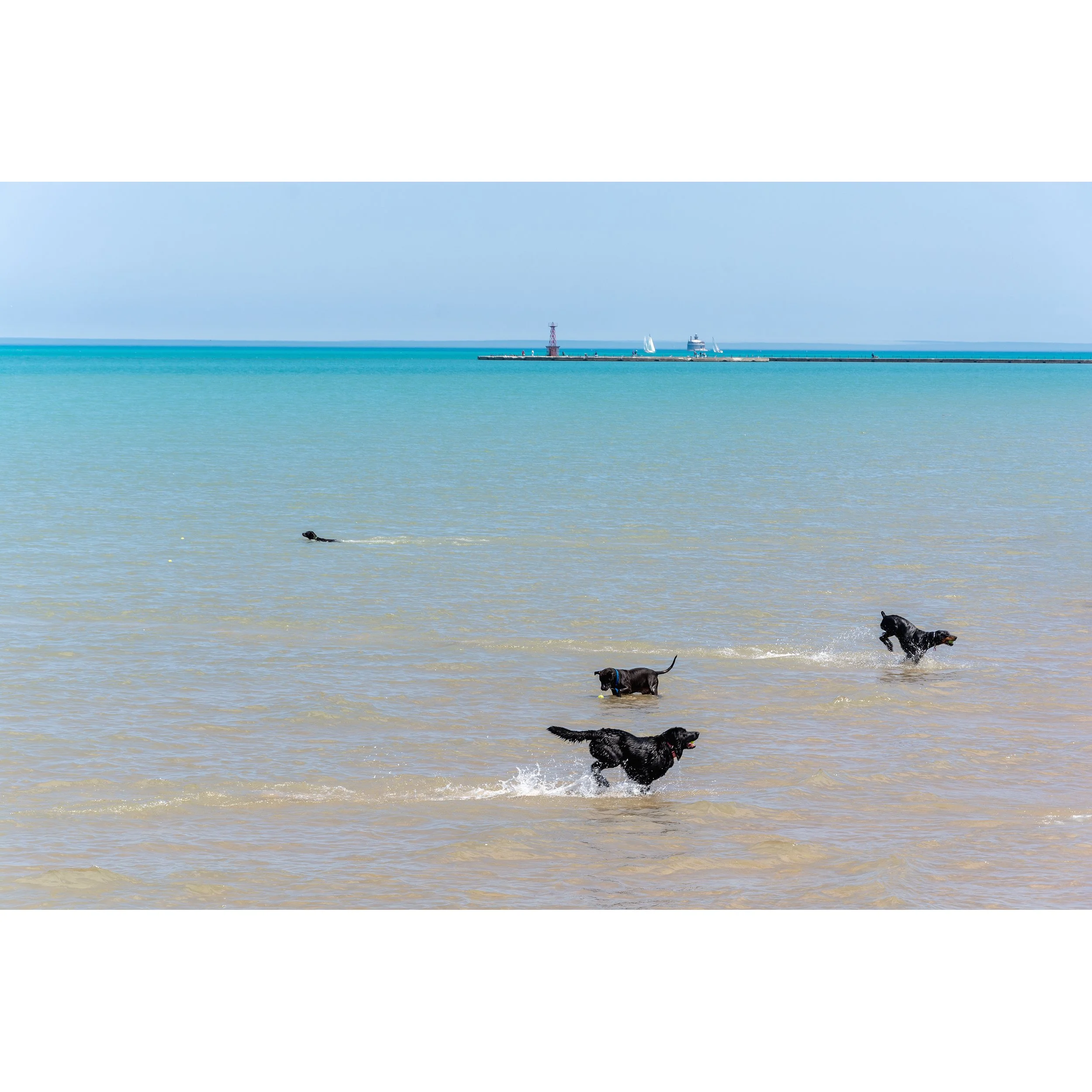 Montrose Dog Beach.jpg