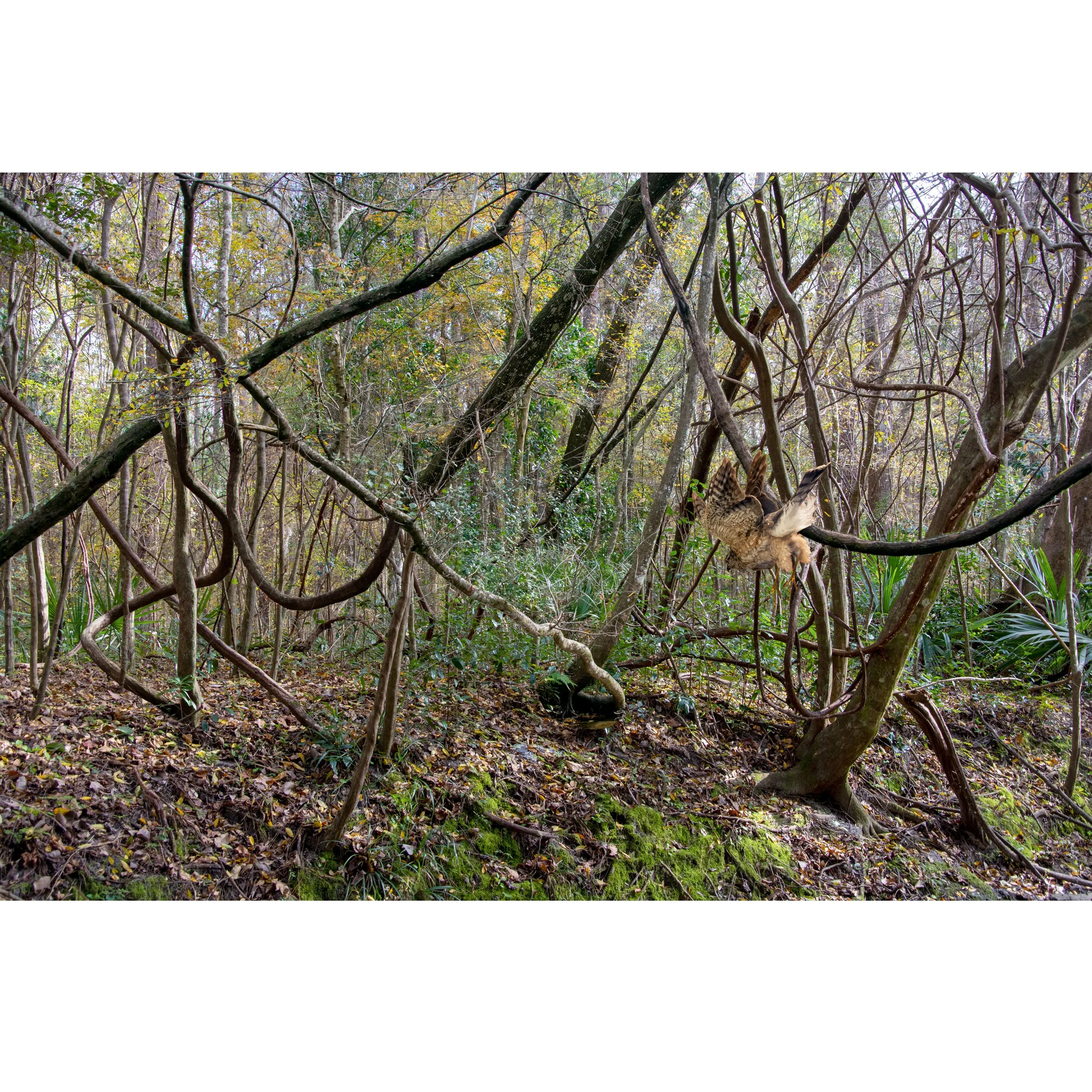 The Way In - The Complicated Forest