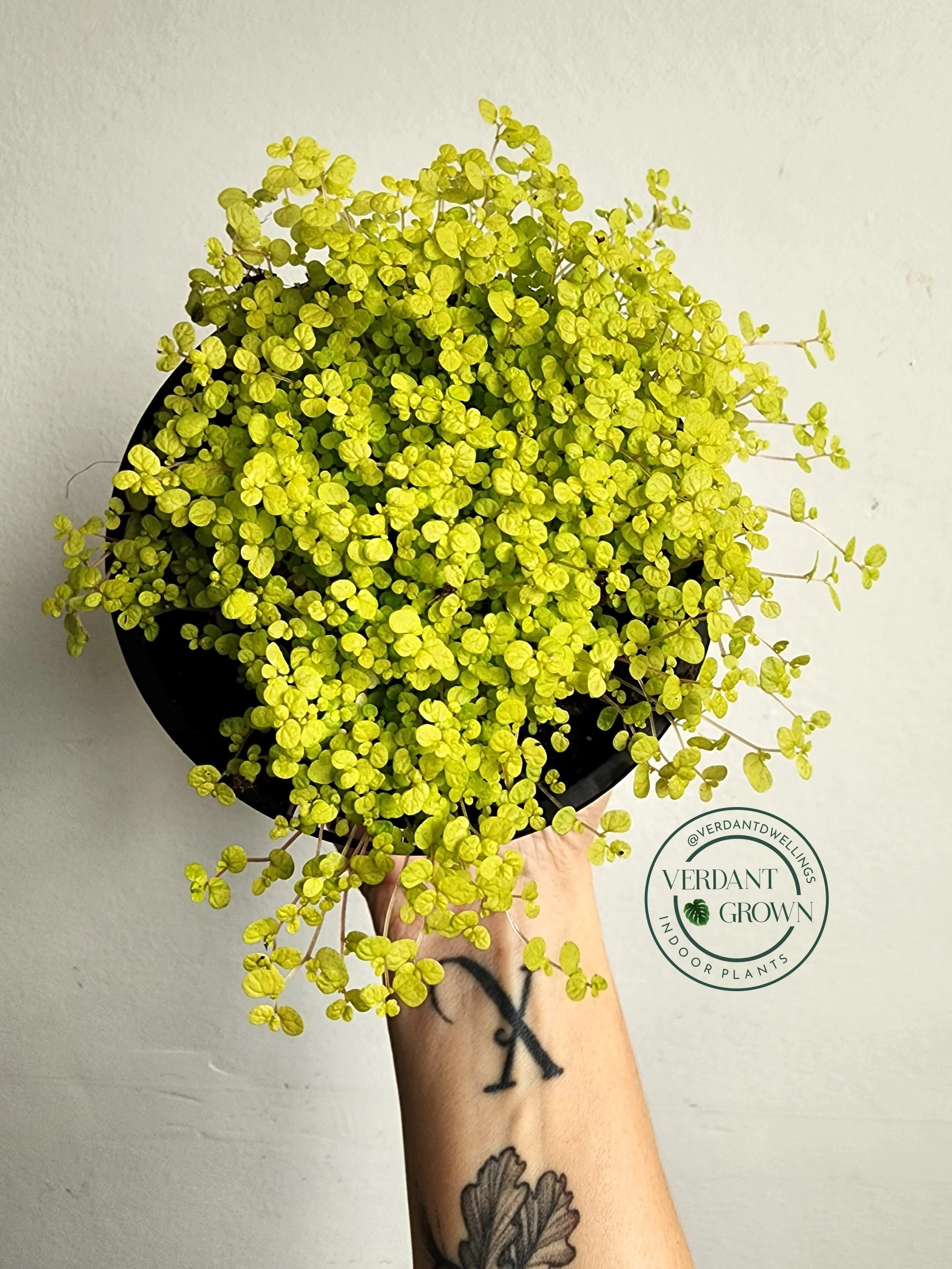 Soleirolia Golden Baby's Tears