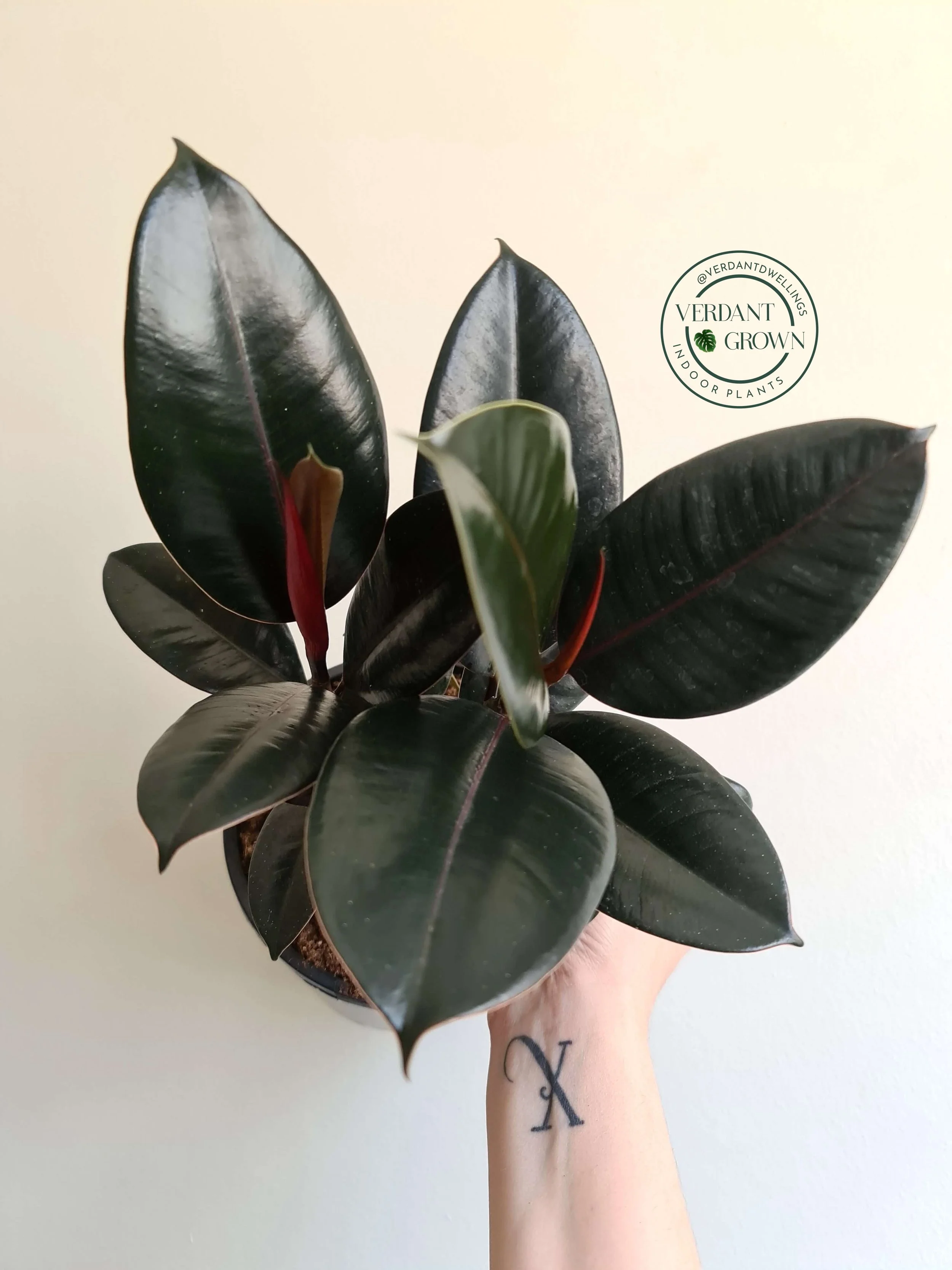 Ficus Elastica Burgundy