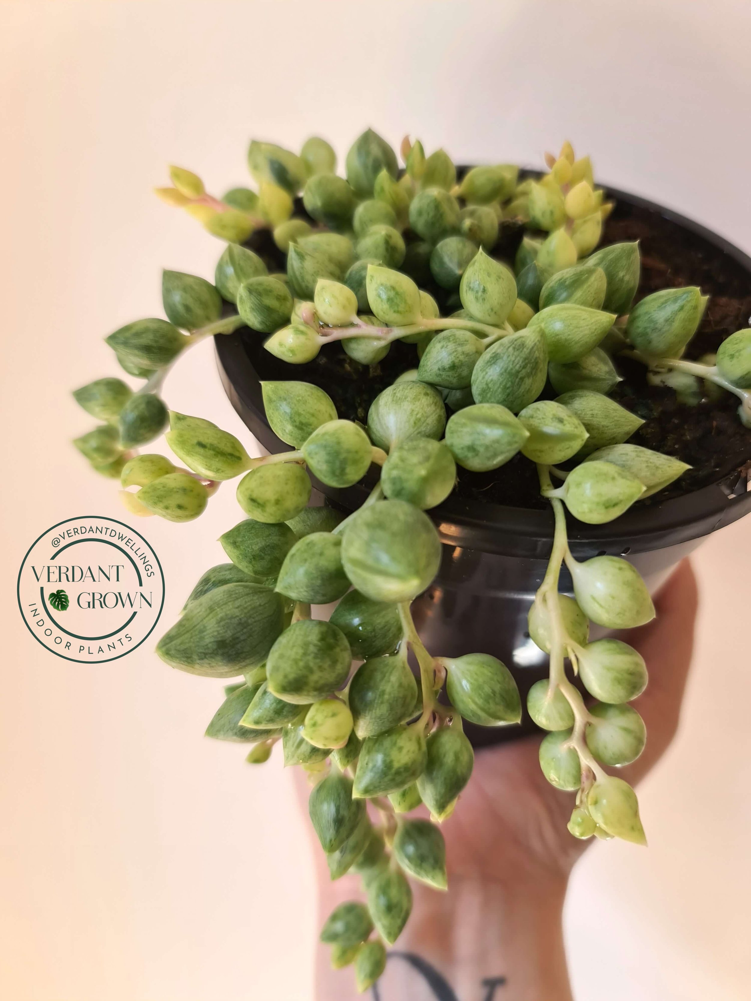 Senecio Angels Tears