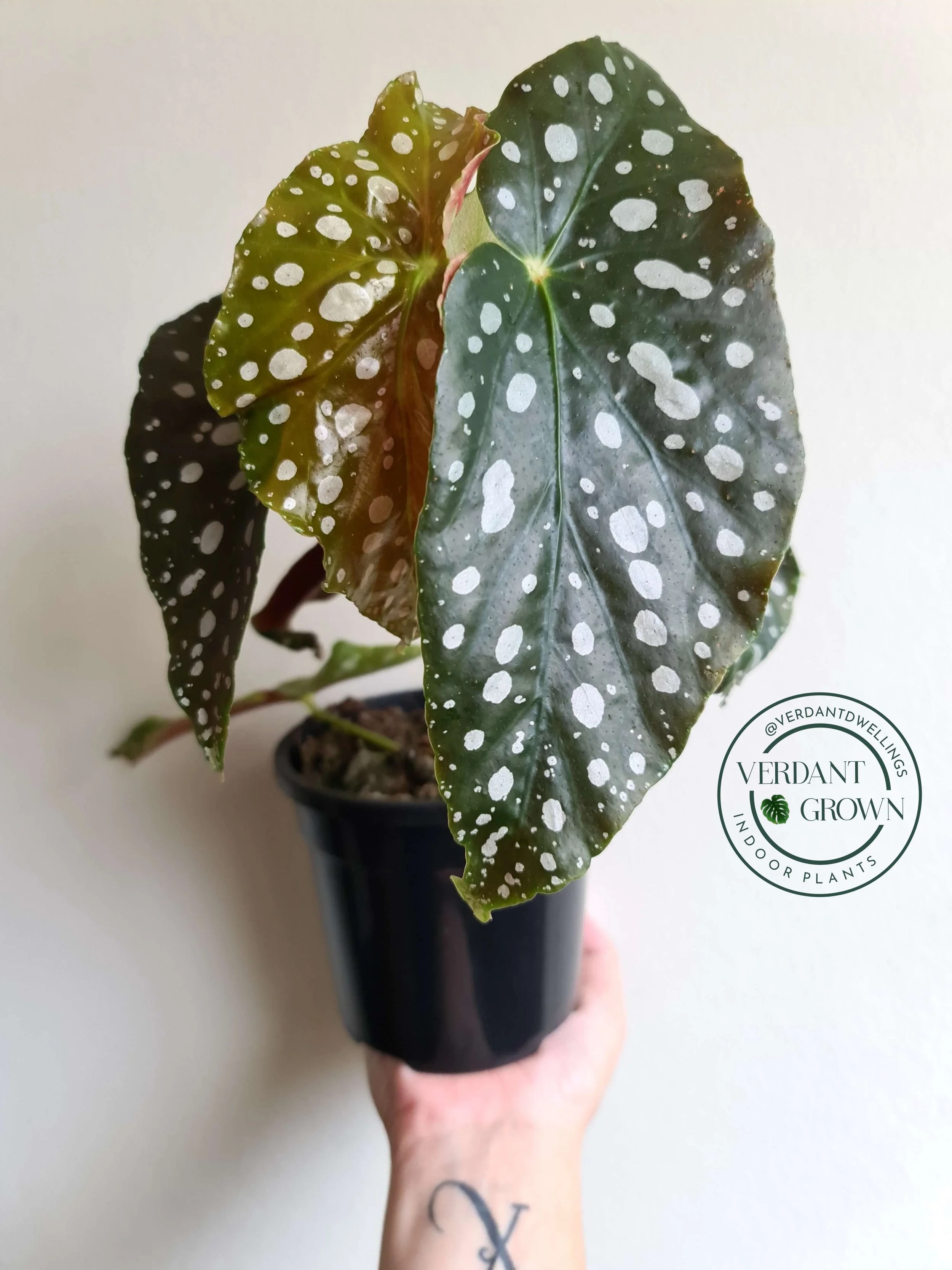 Begonia Maculata