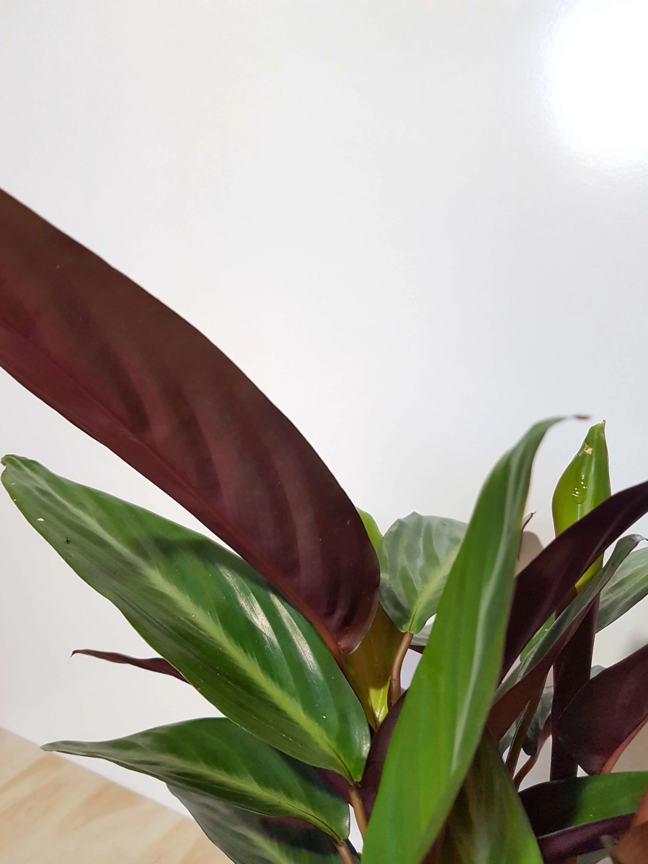 20180508_104535.jpg