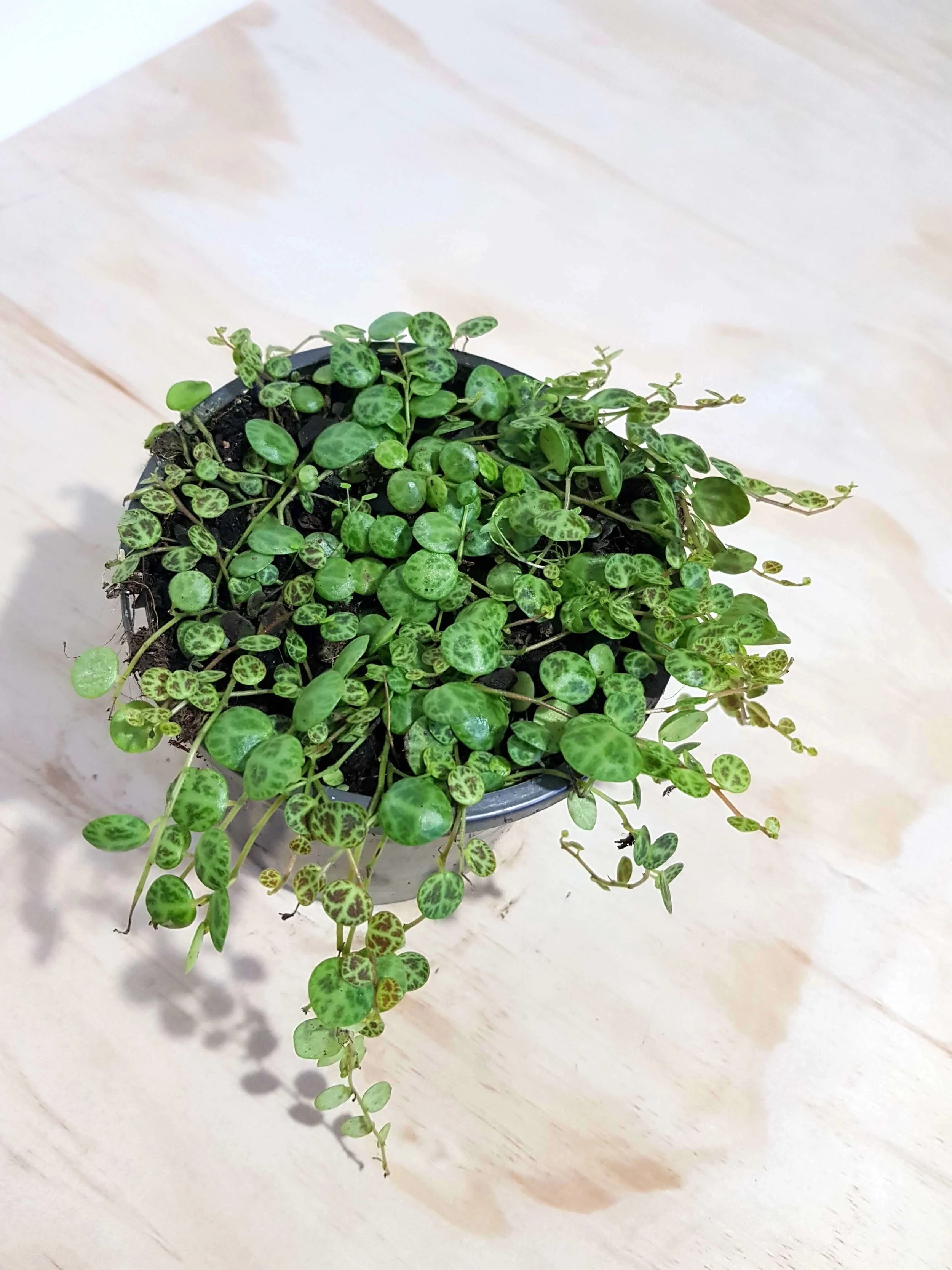20180508_105435.jpg