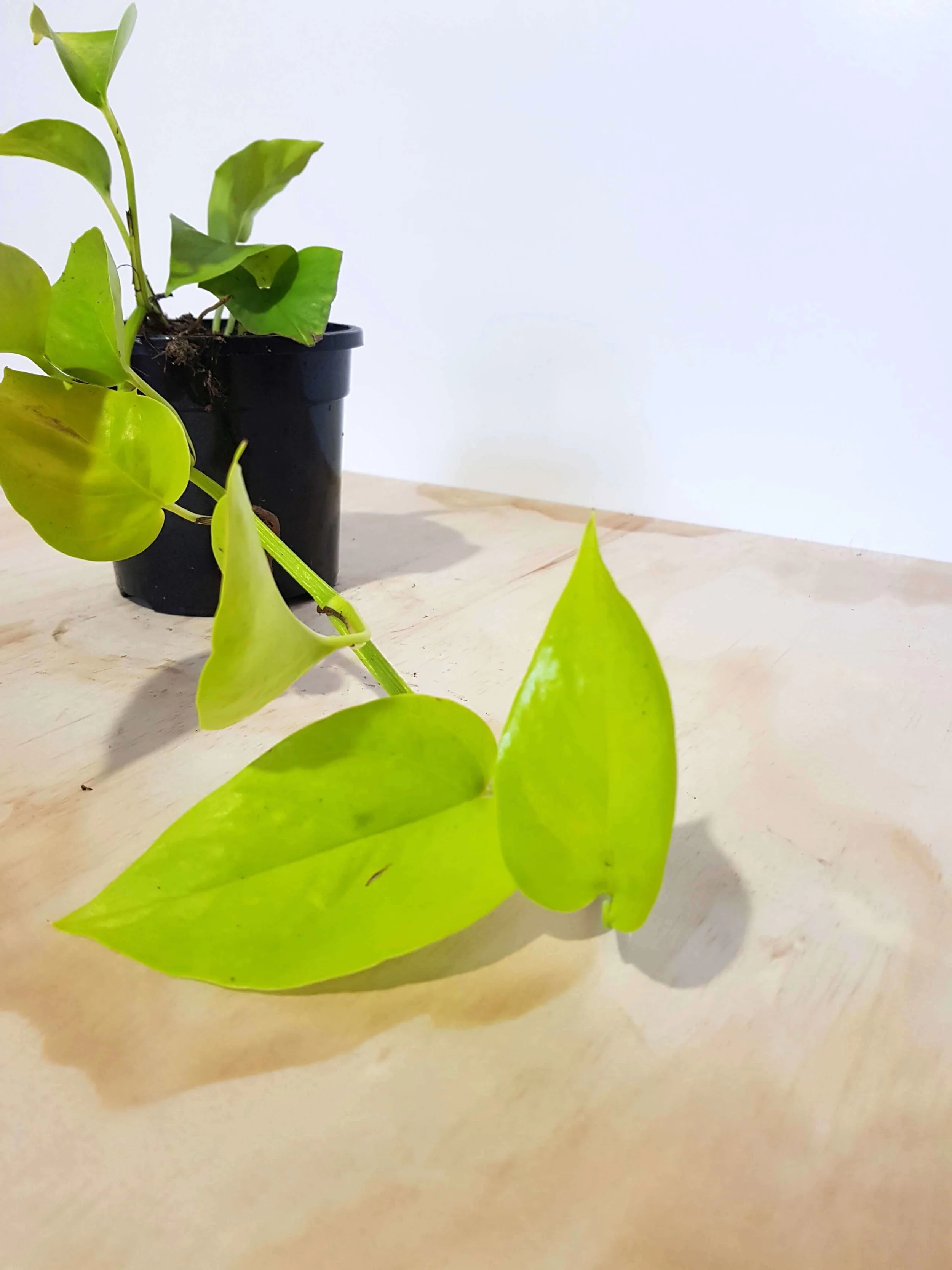 20180508_104313.jpg