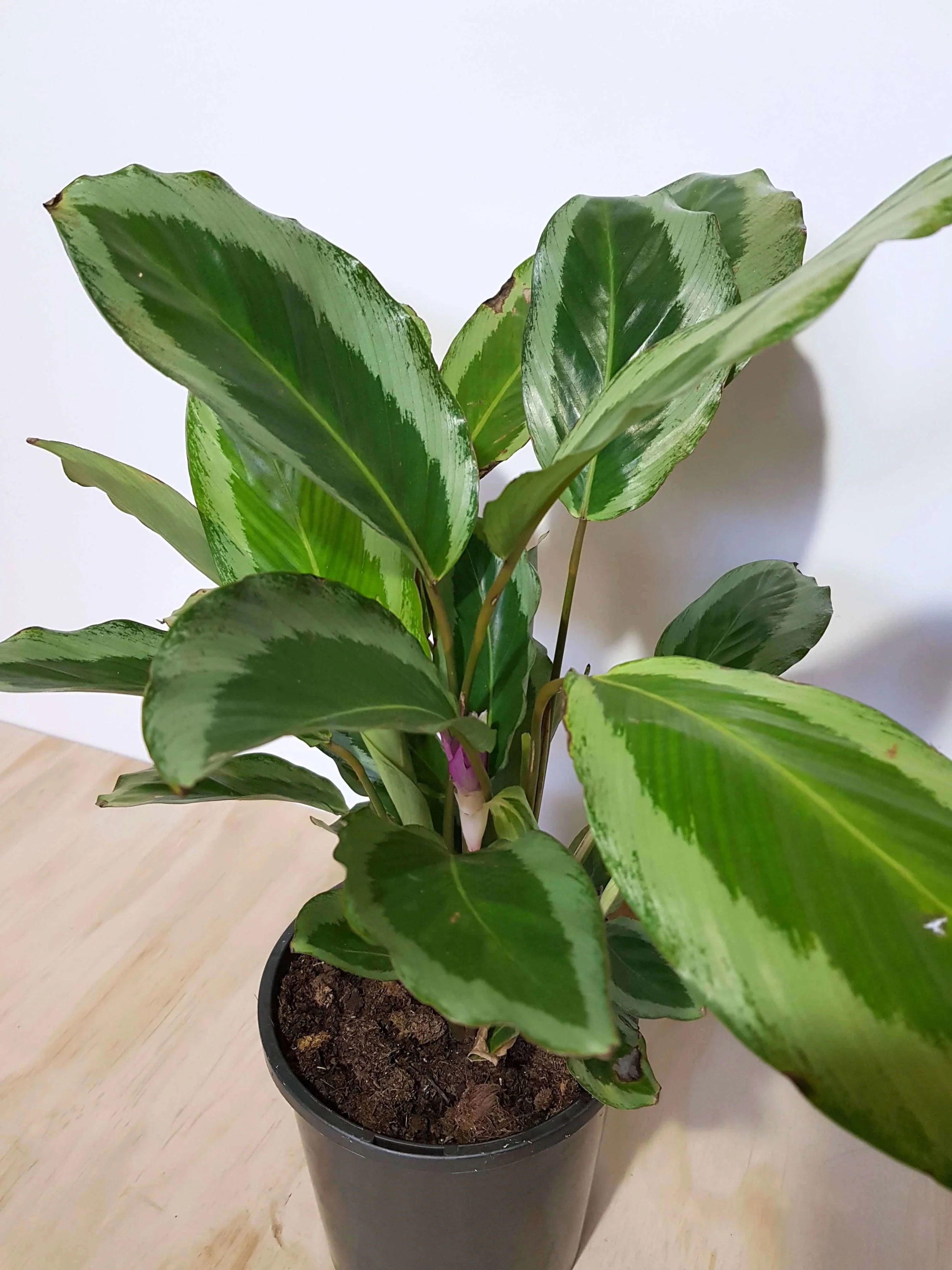 20180508_104008.jpg