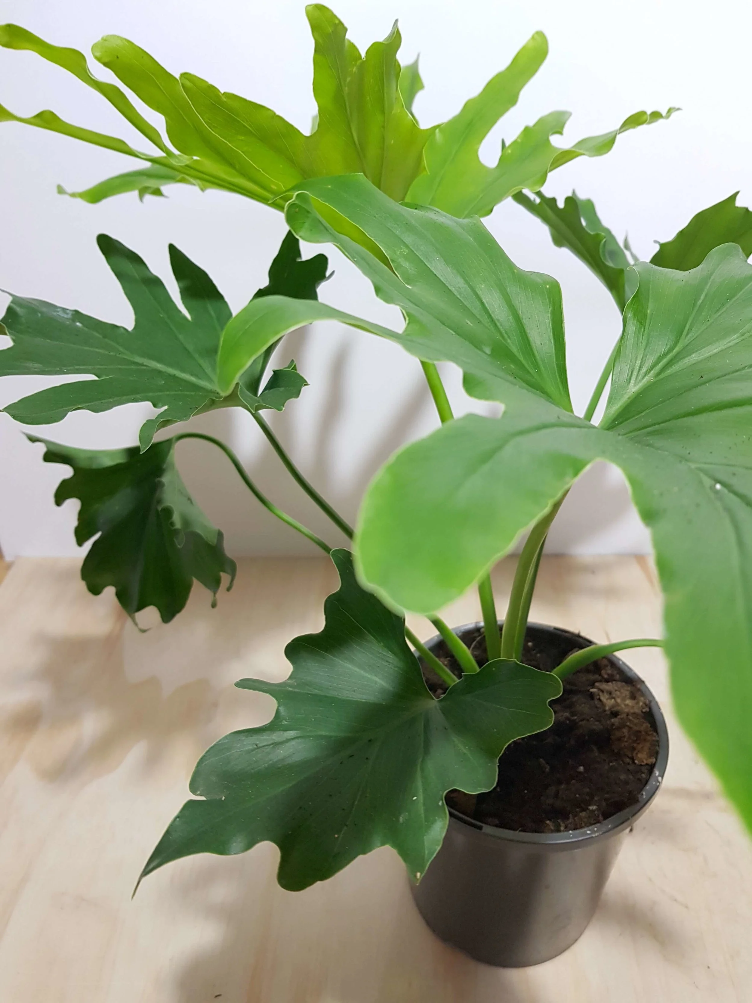 20180508_104527.jpg