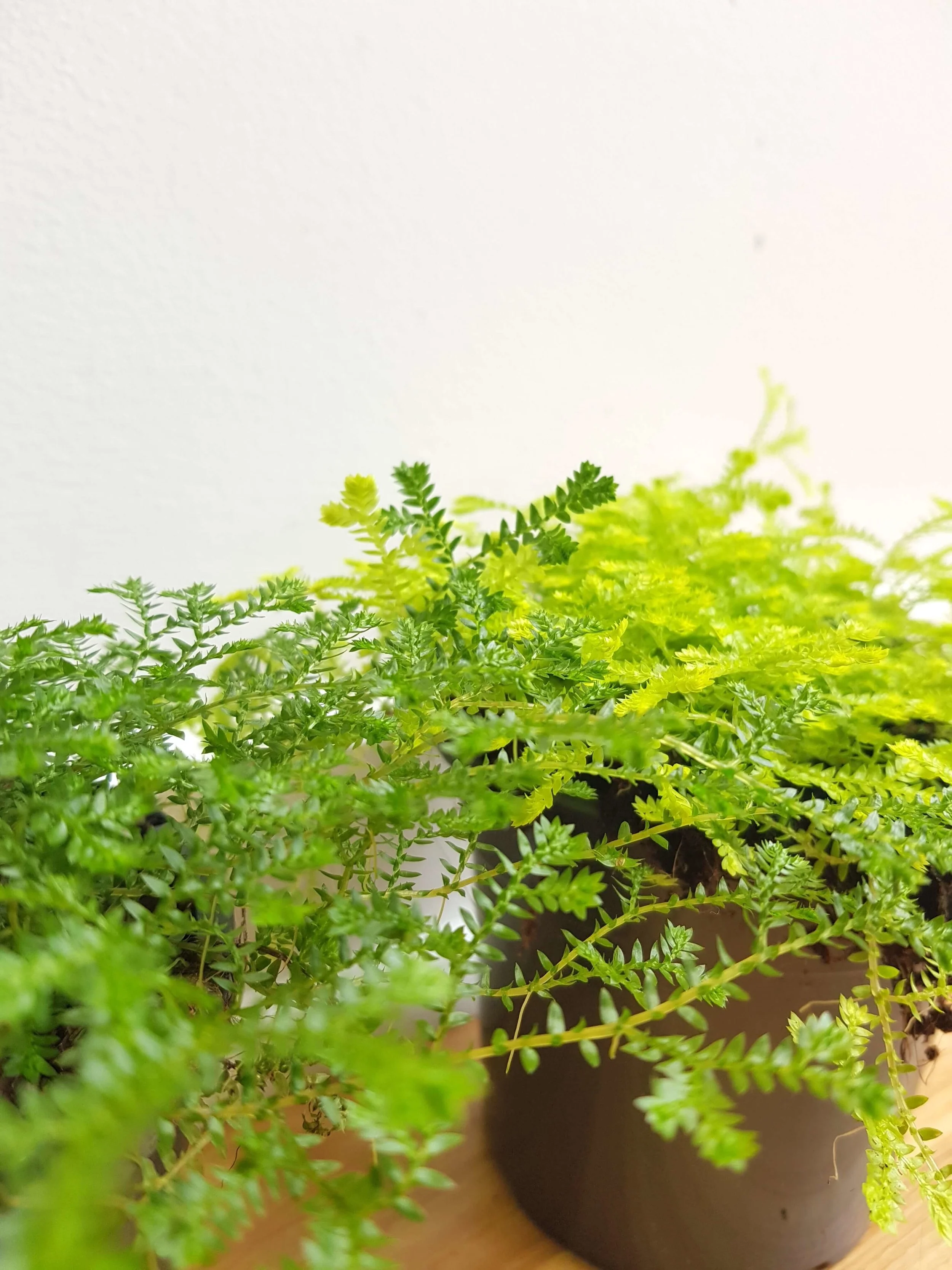 20180424_131911.jpg