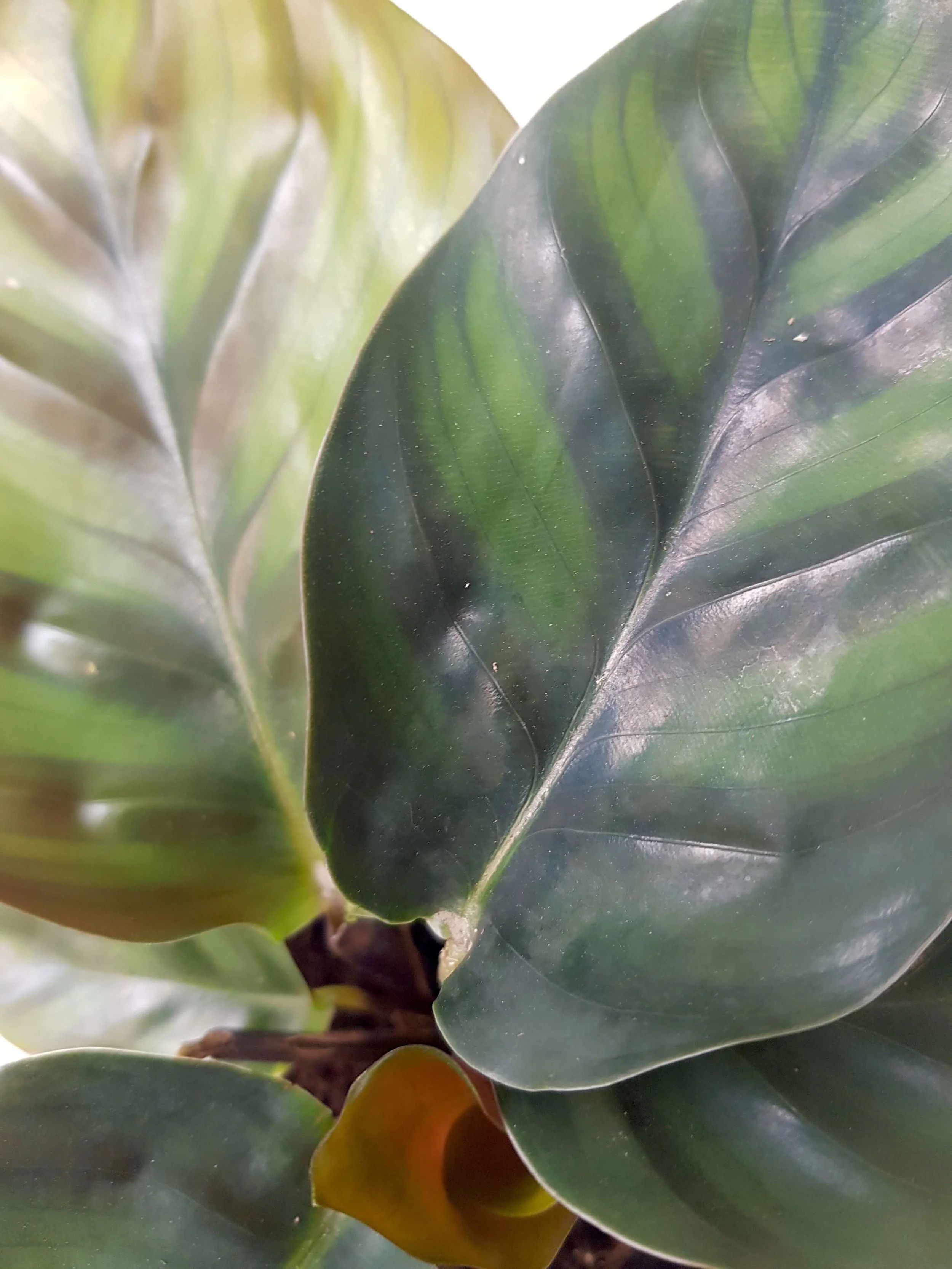 20190410_123342 copy.jpg