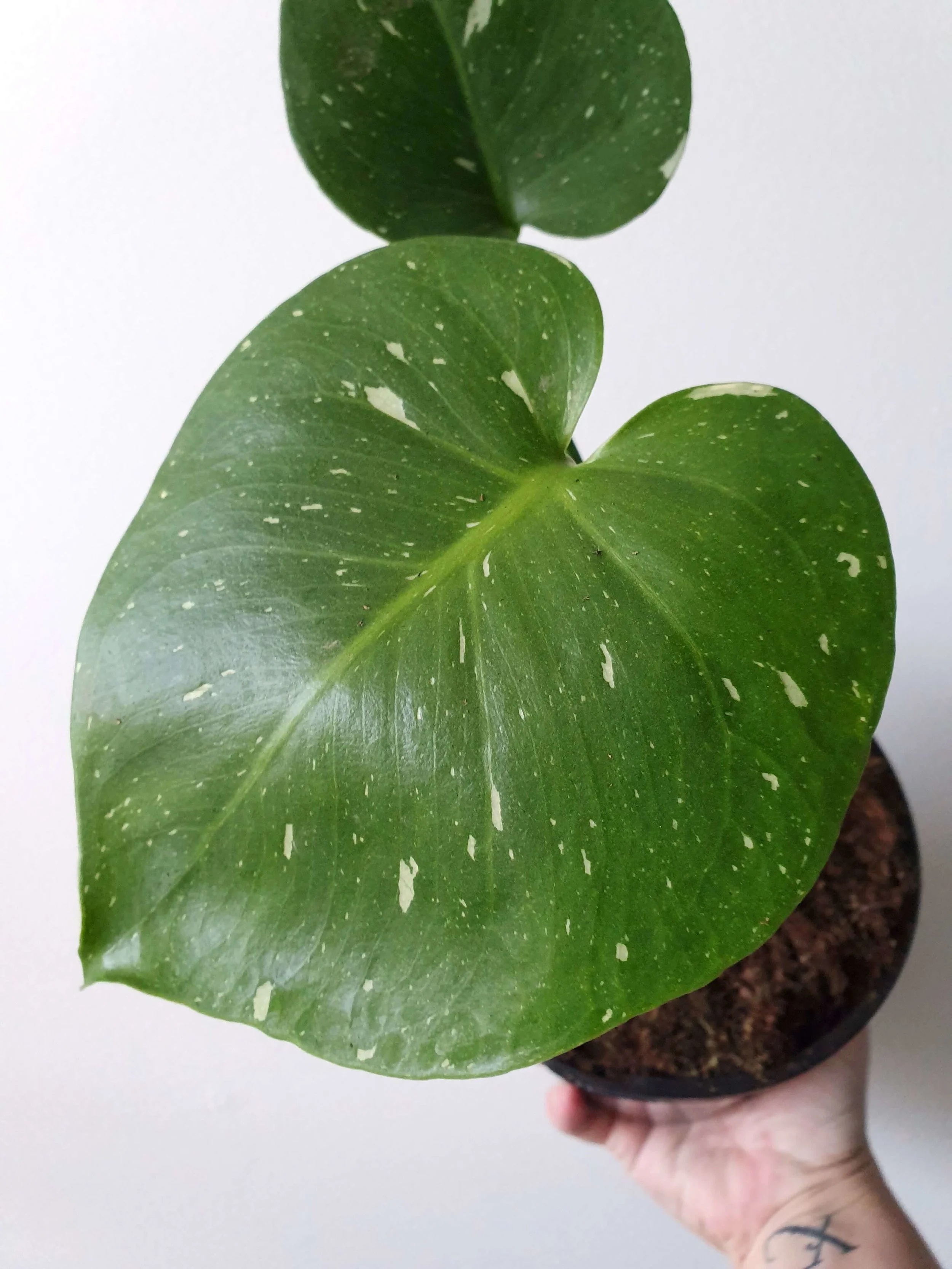 20190428_135639 copy.jpg