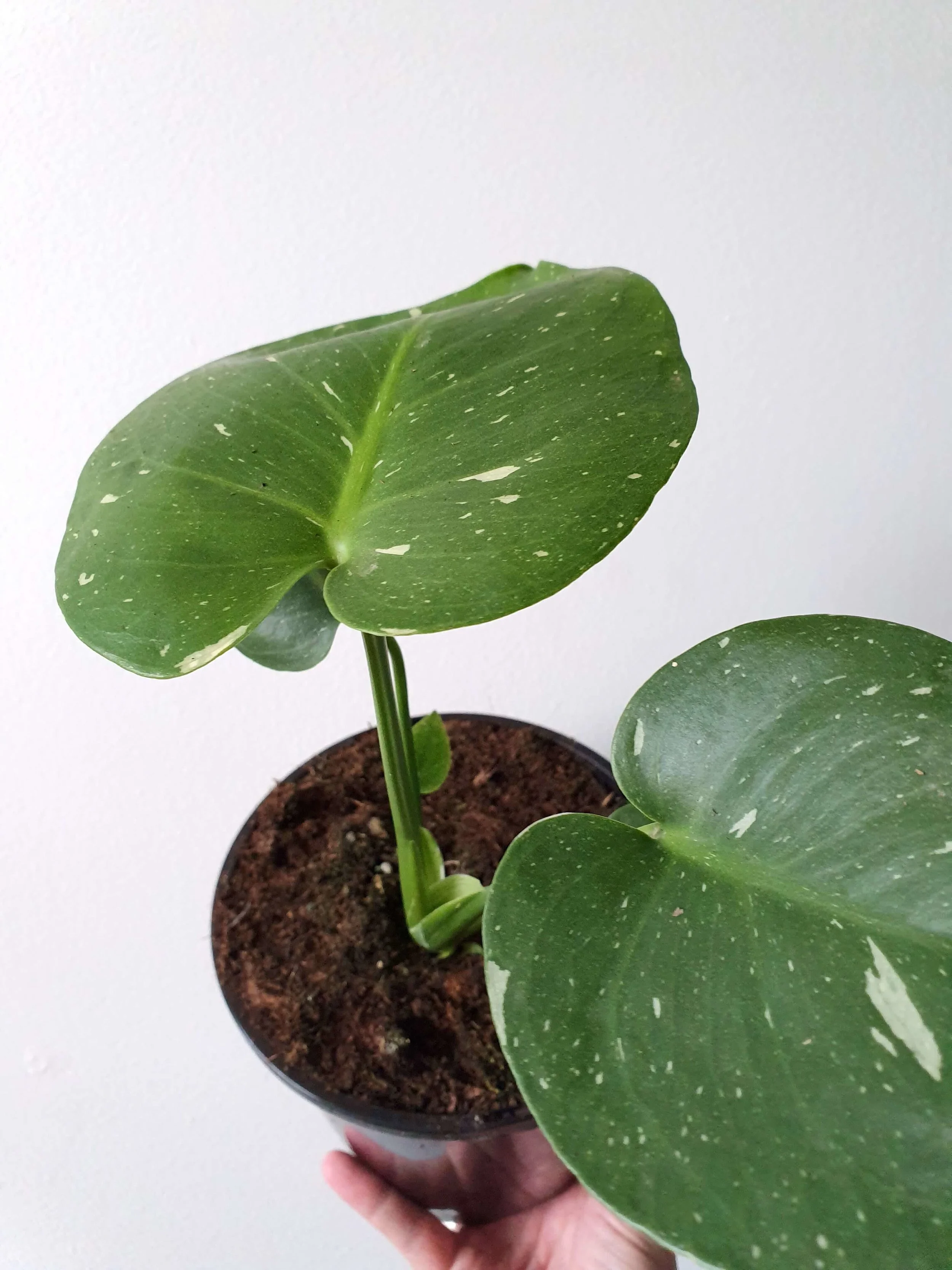 20190428_135700 copy.jpg