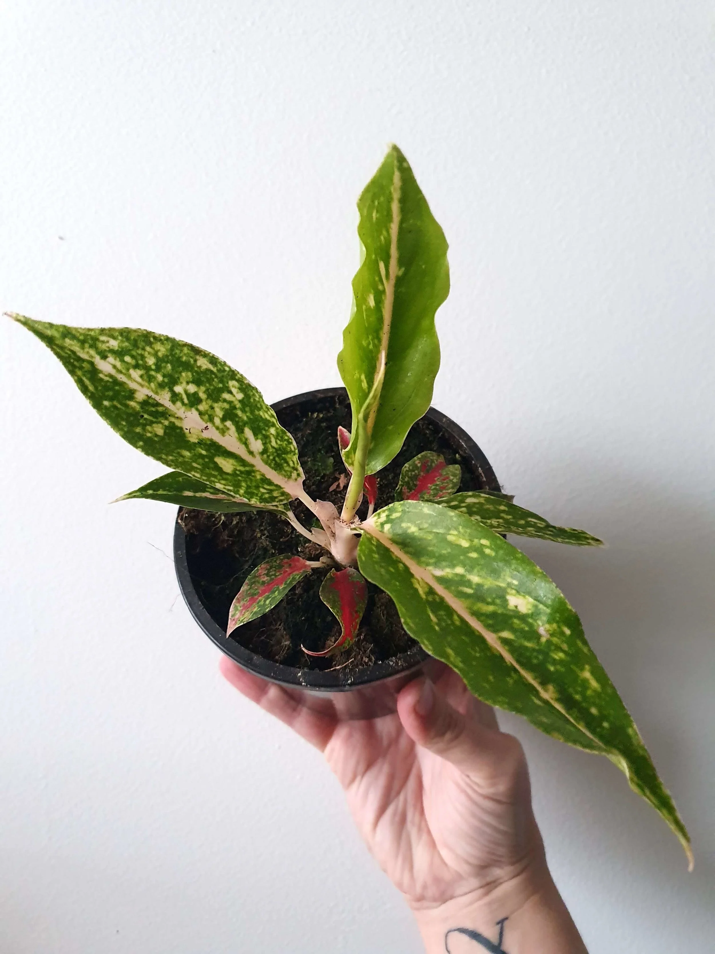 20190529_145440 copy.jpg