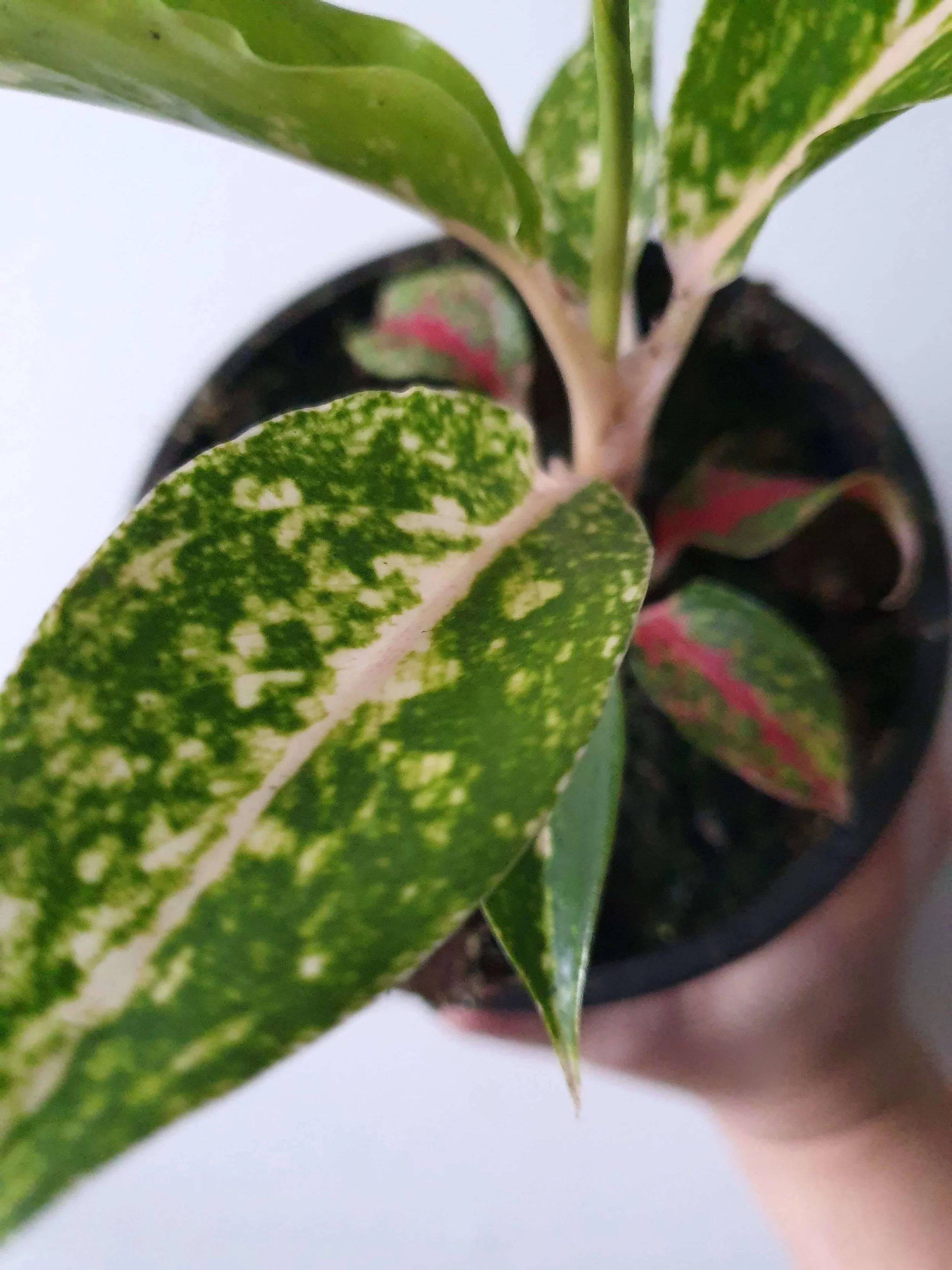 20190529_145633 copy.jpg