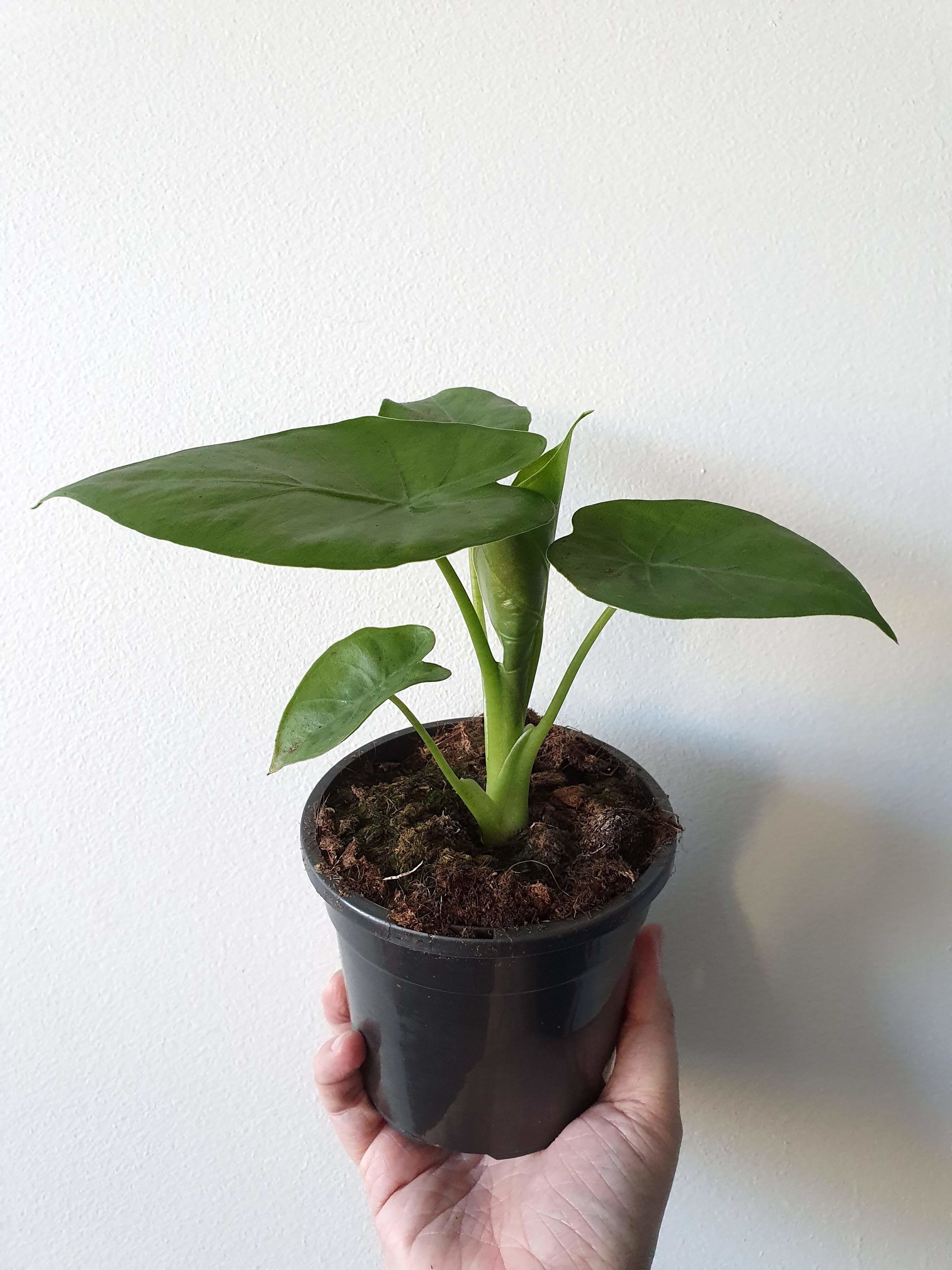 20190626_150502 copy.jpg