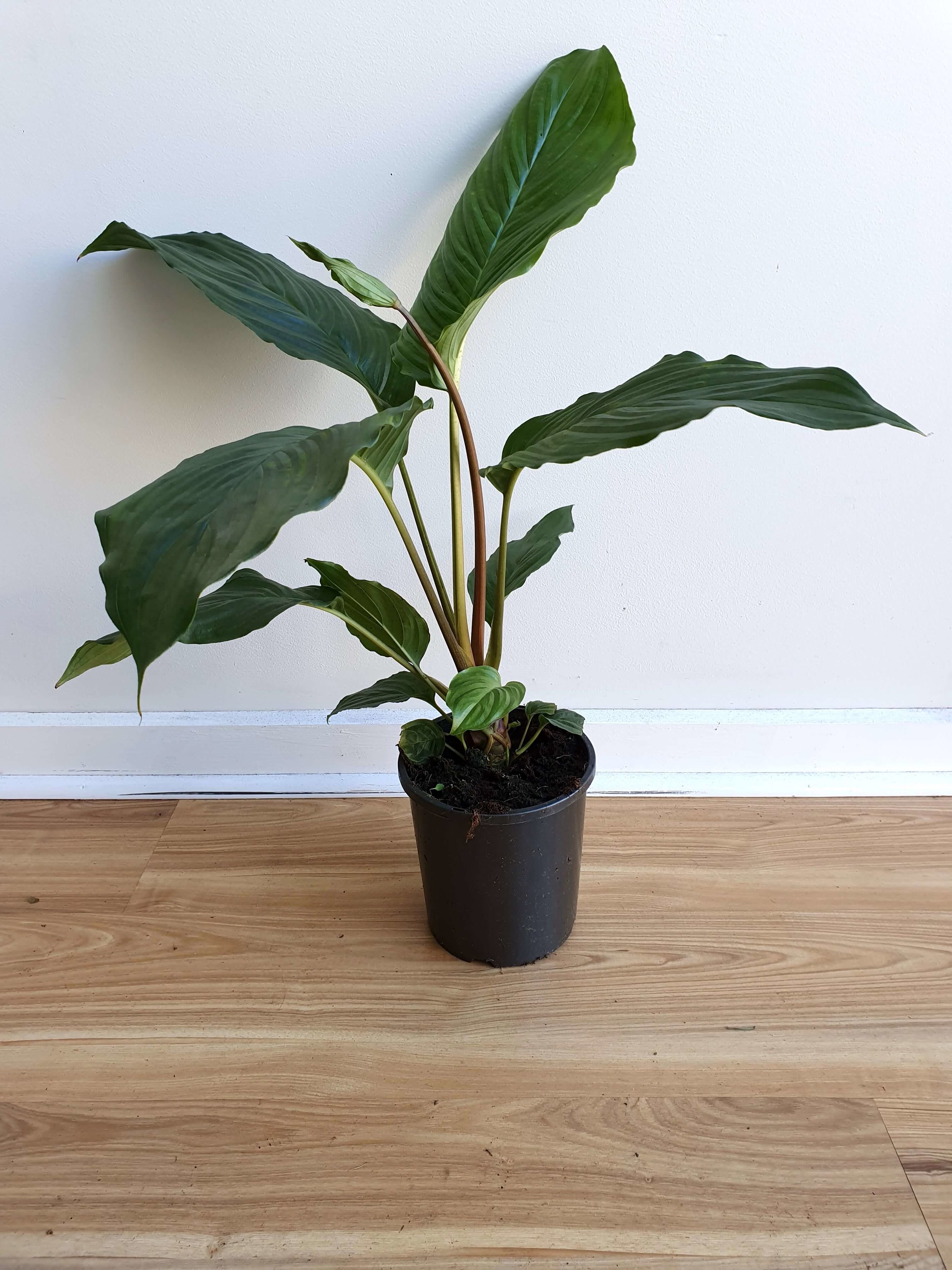 20190628_133331 copy.jpg