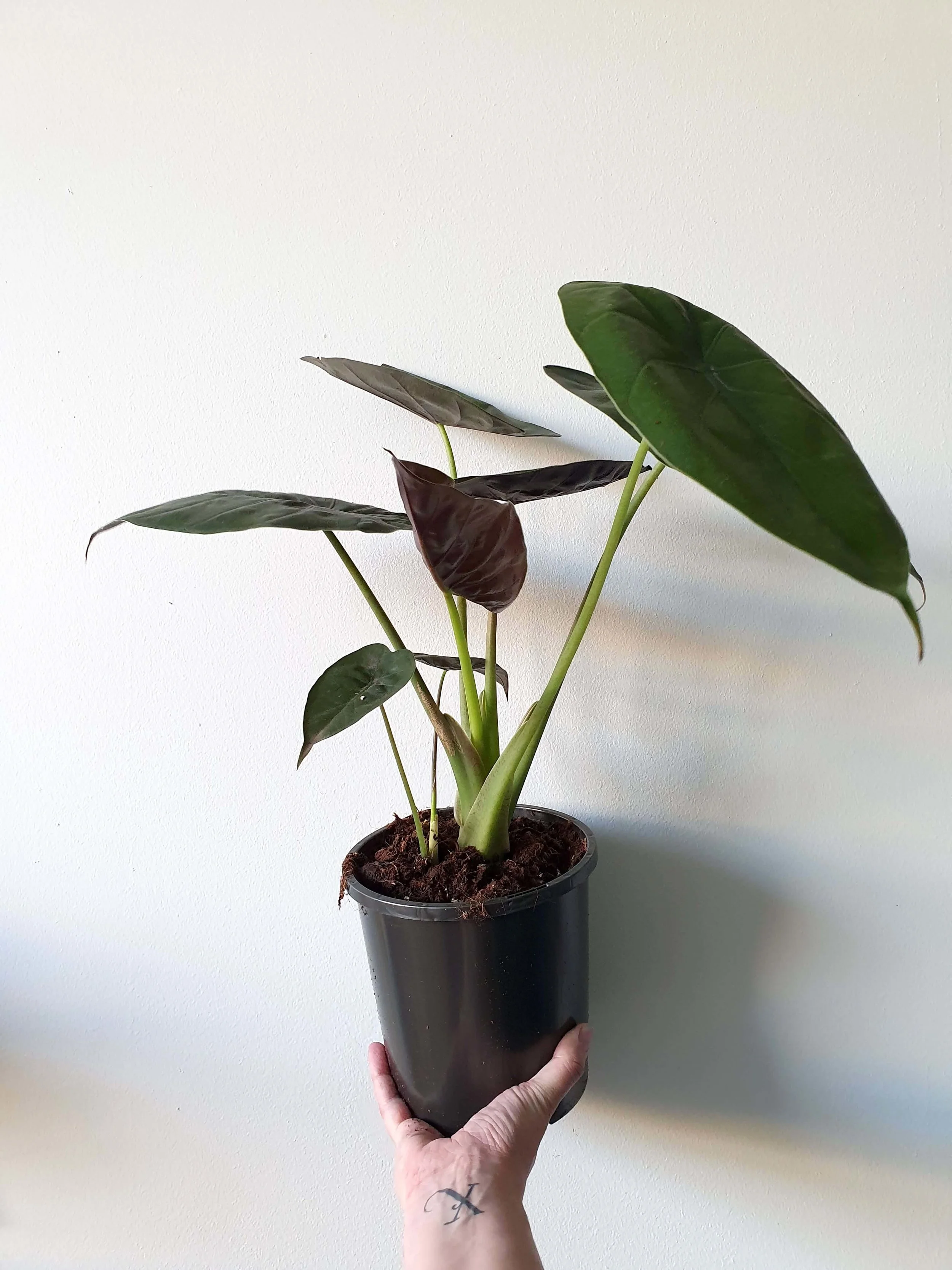 20190529_145346 copy.jpg