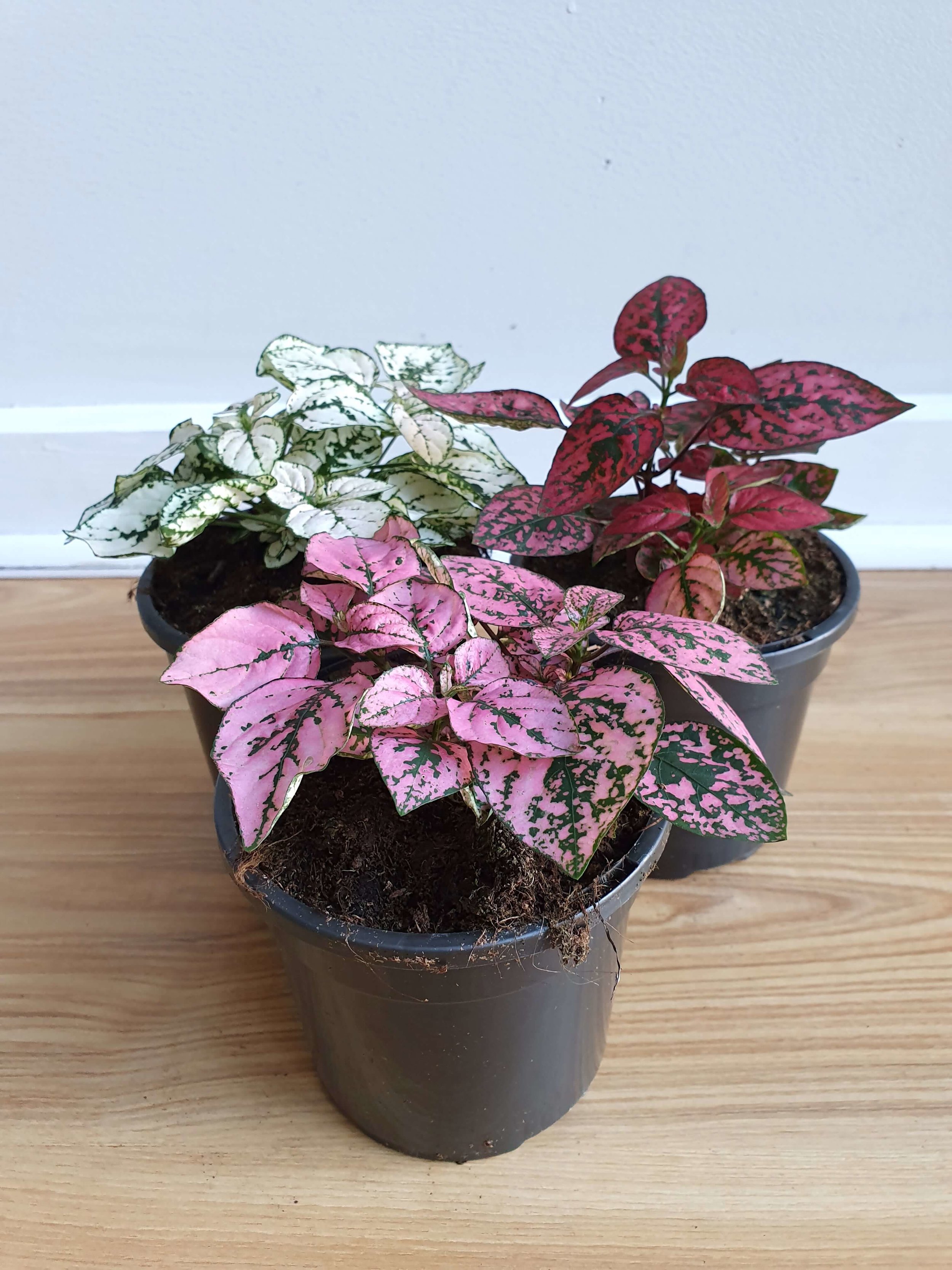 20191001_172924 copy.jpg