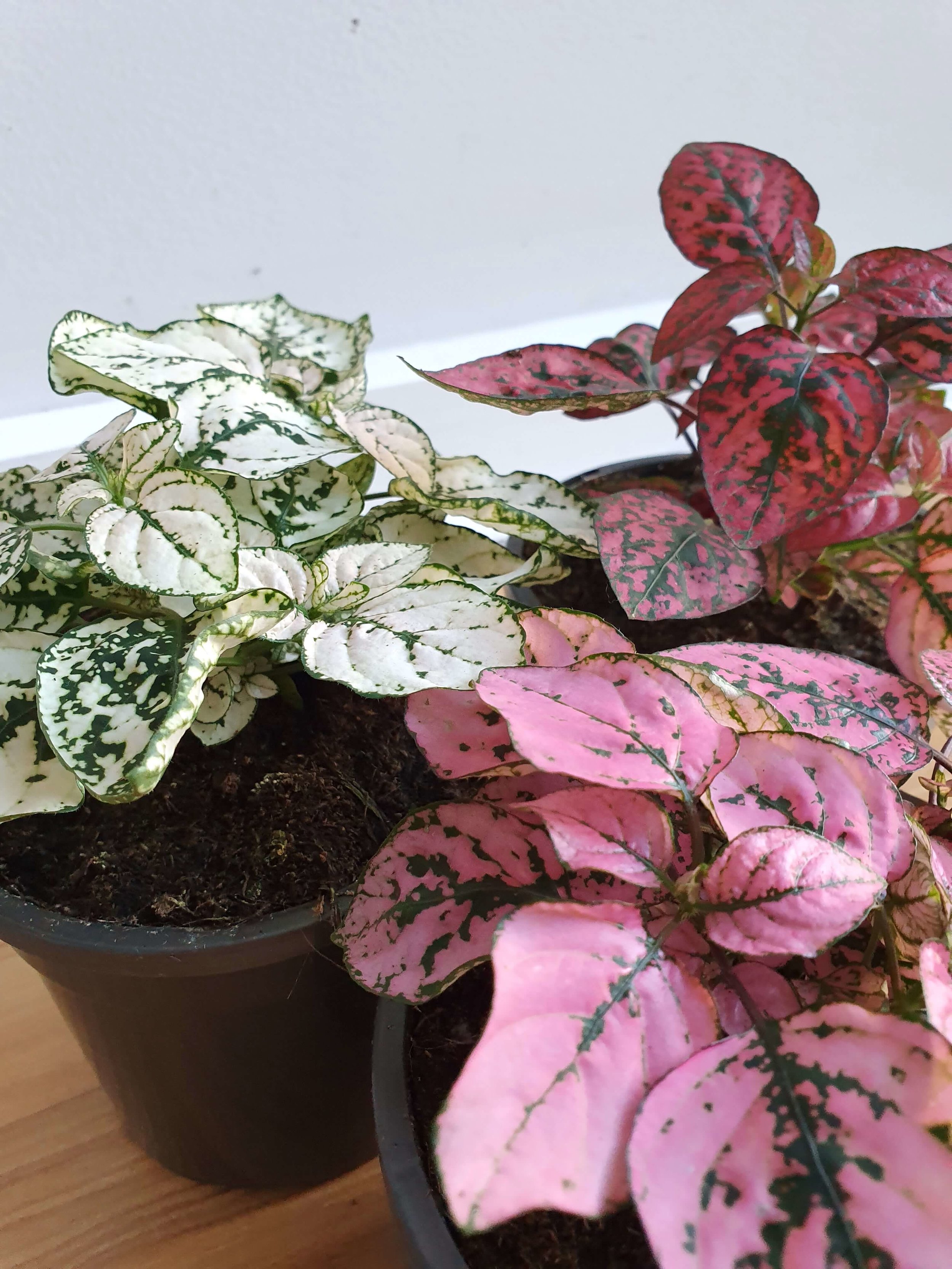 20191001_172957 copy.jpg