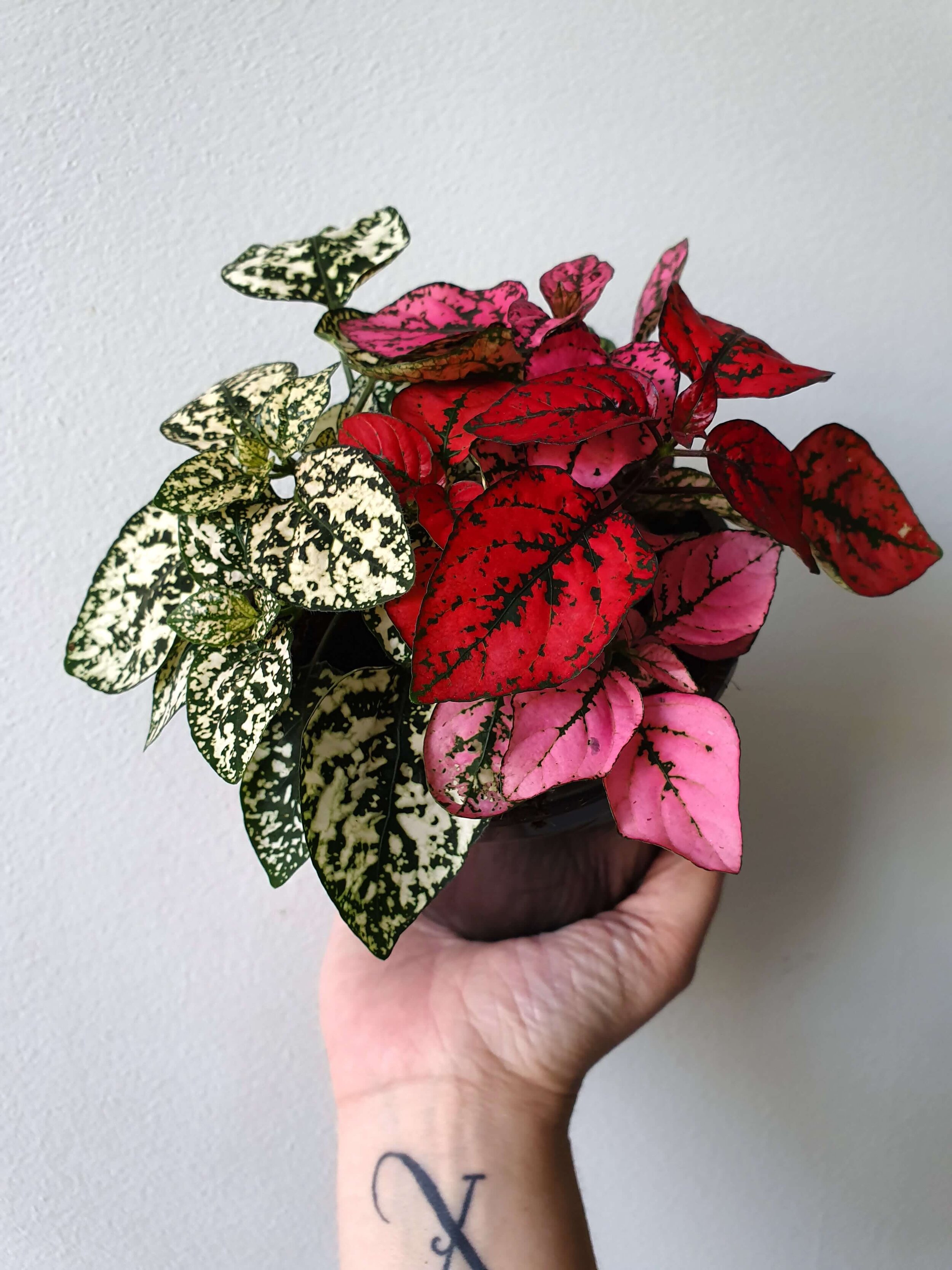 20191011_152007 copy.jpg