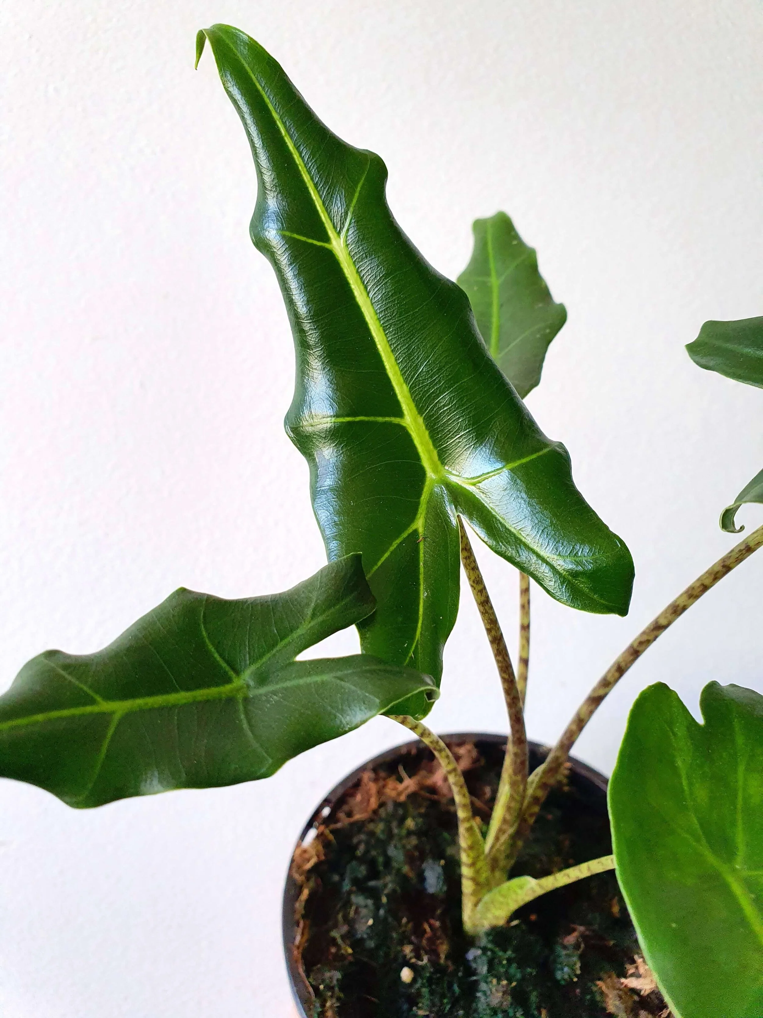 20191011_151222 copy.jpg