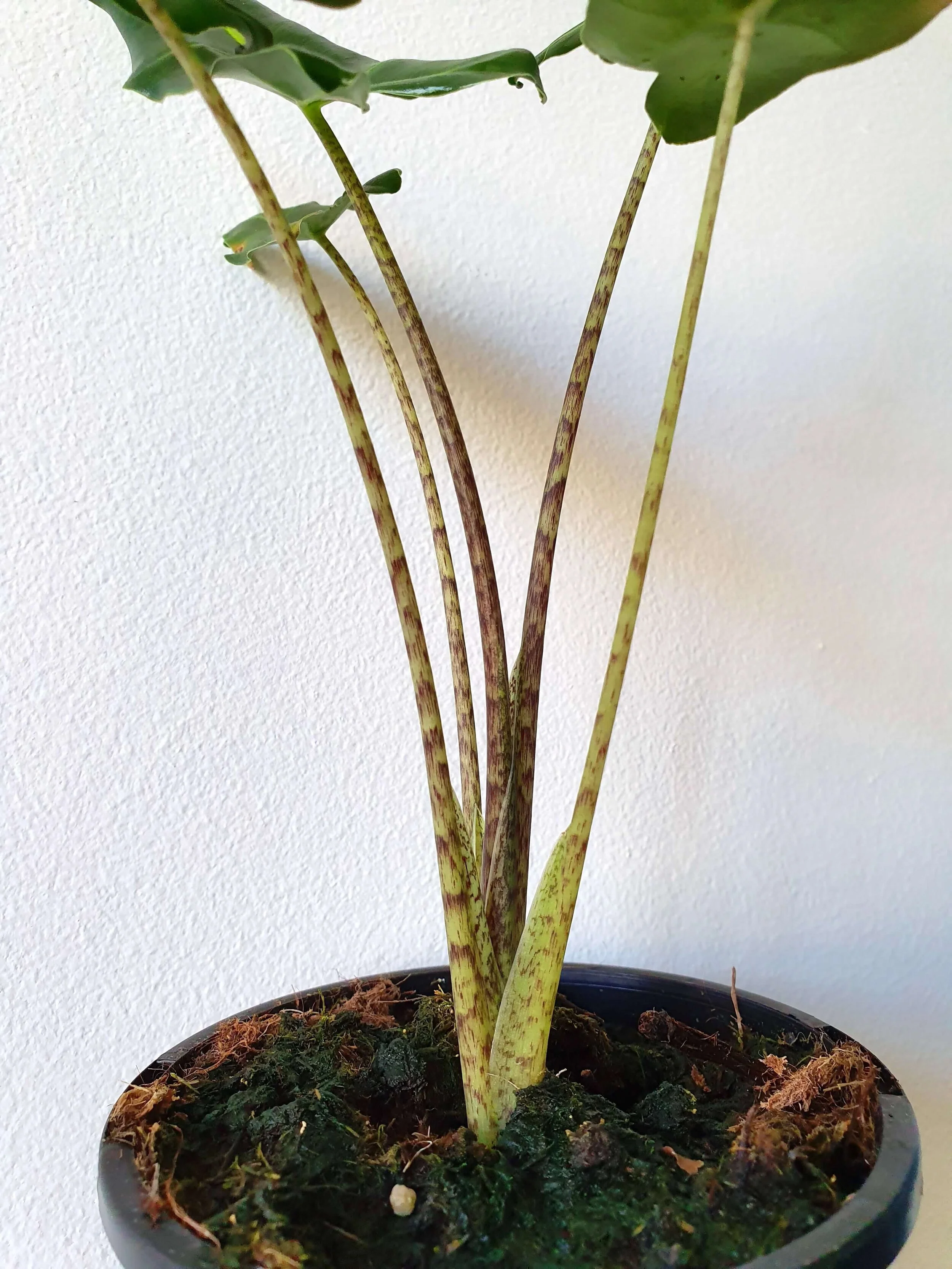 20191011_151241 copy.jpg