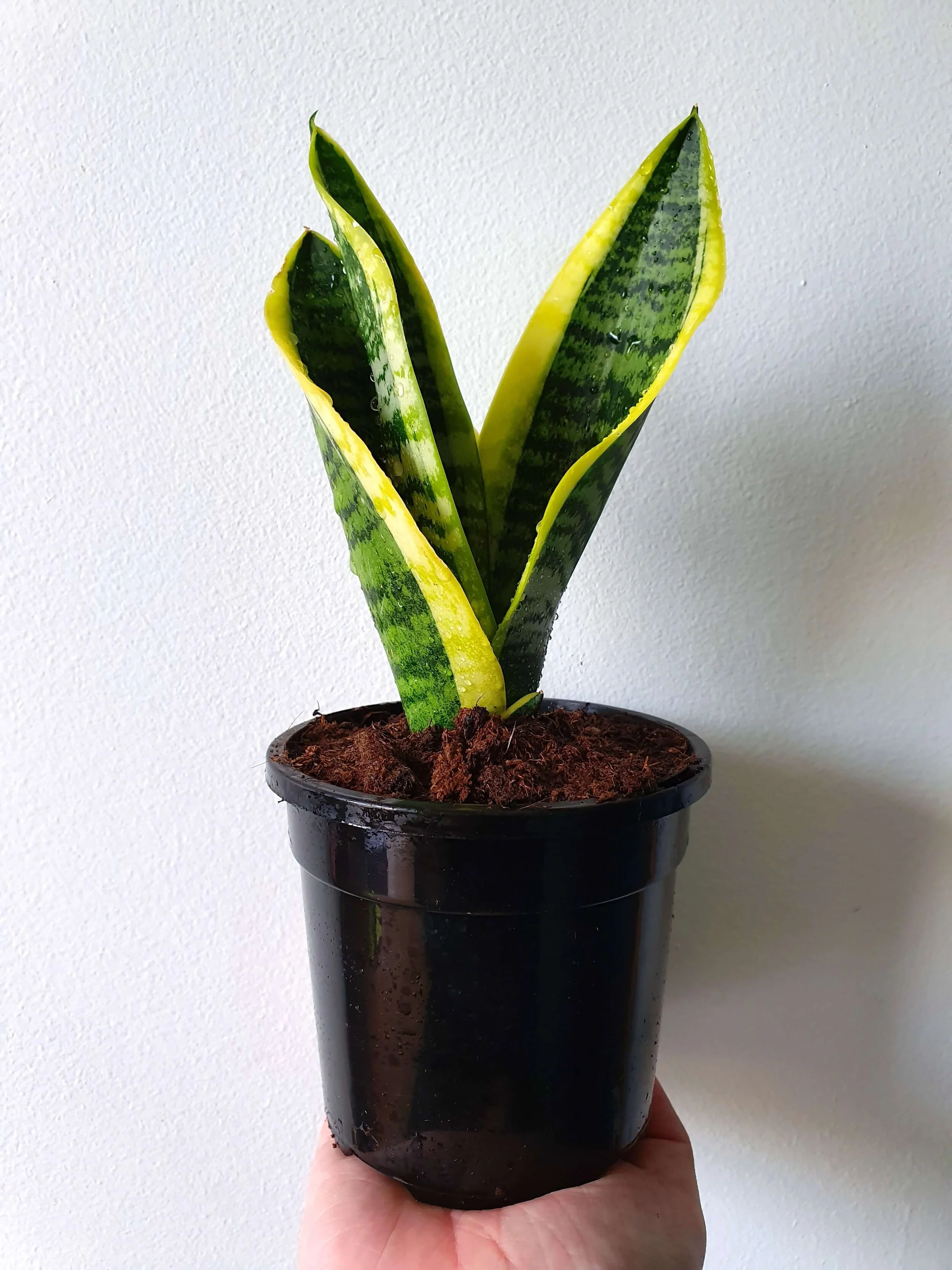 20191114_145413 copy.jpg