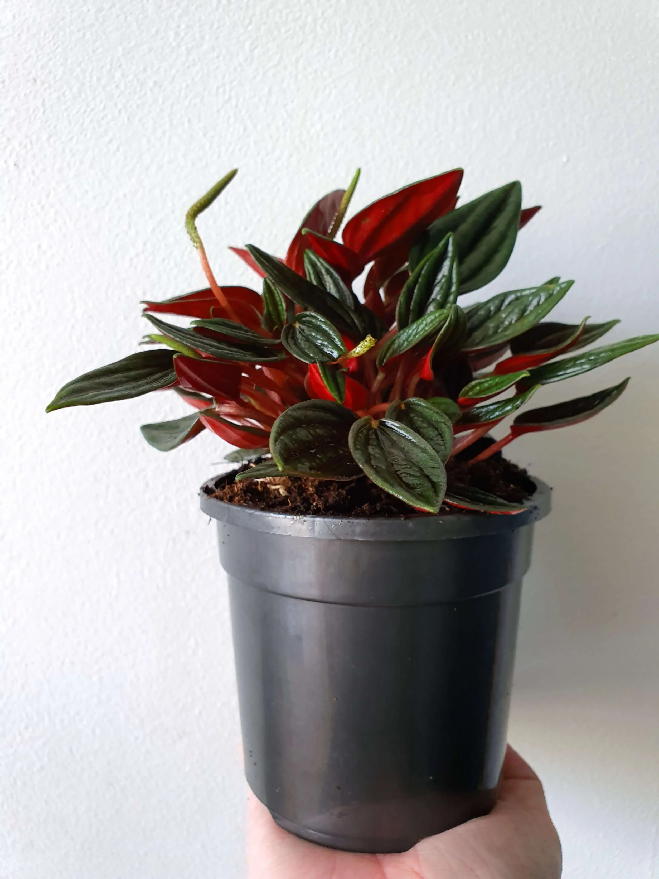 20191114_145303 copy.jpg