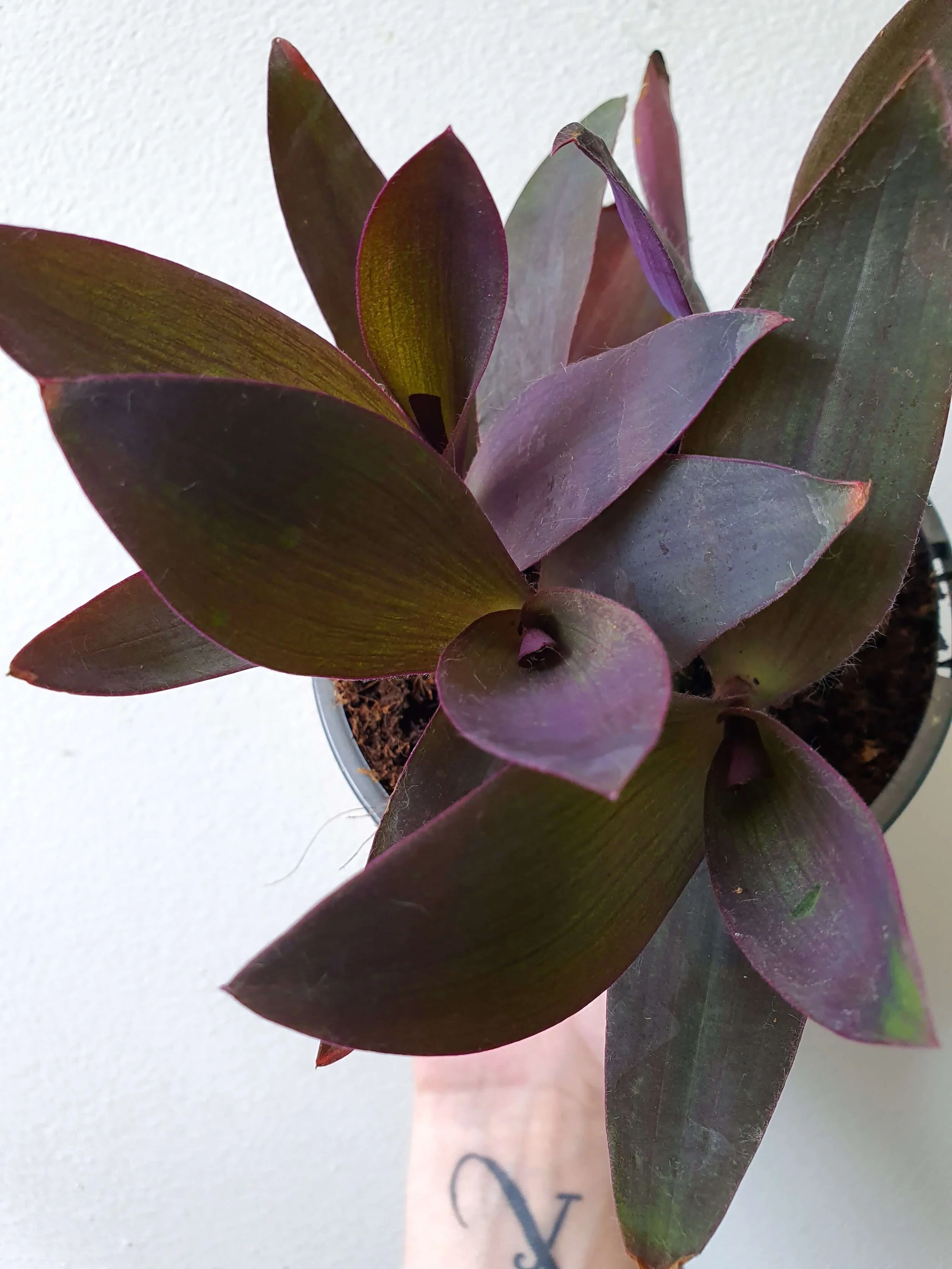 20191206_104955 copy.jpg