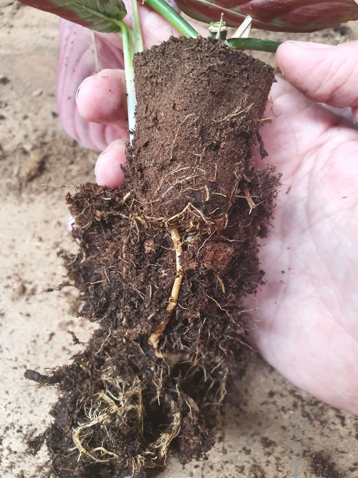 Plugs What are they, why they aren't bad and how to grow with them