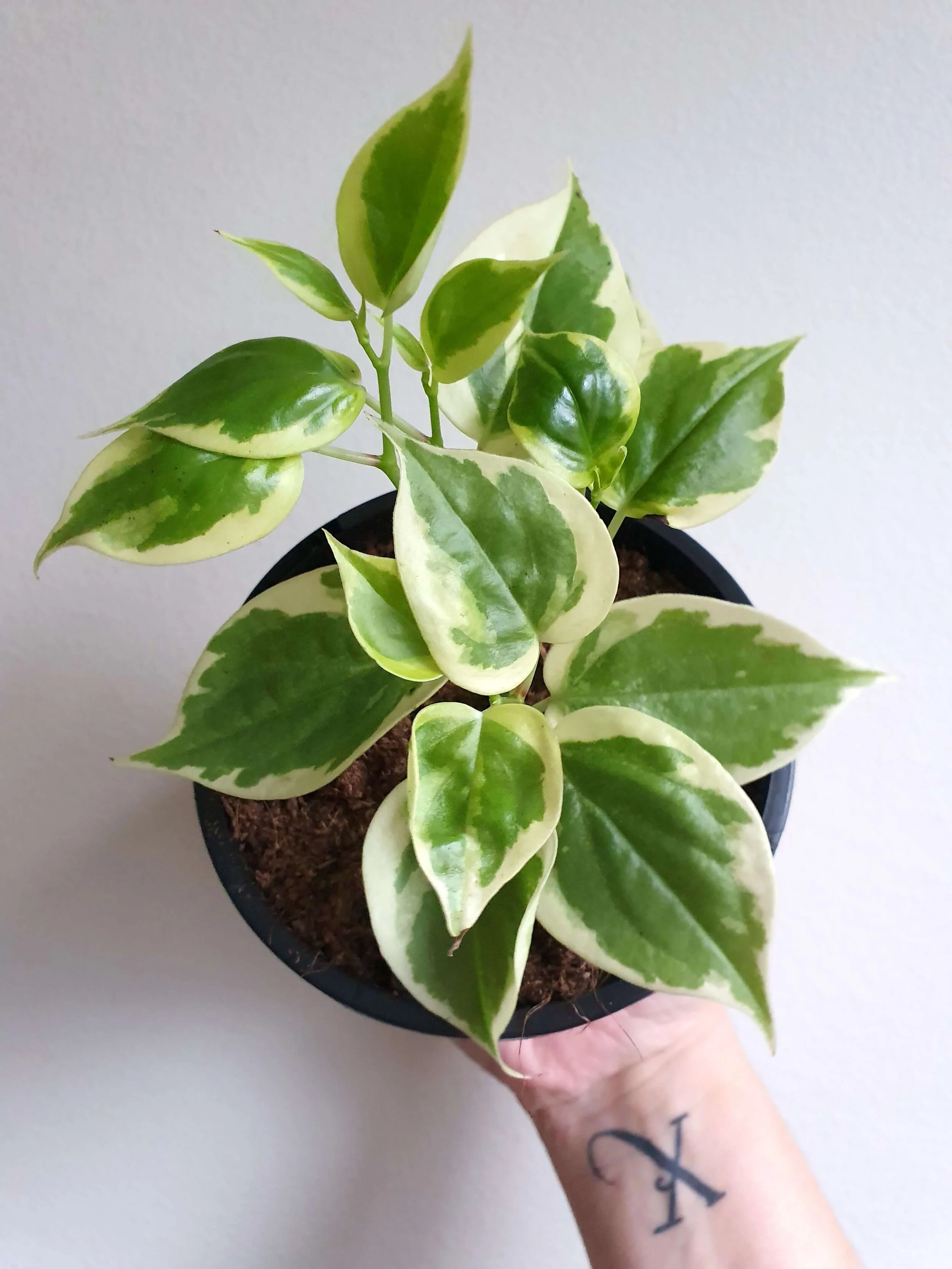 20200218_133102 copy.jpg