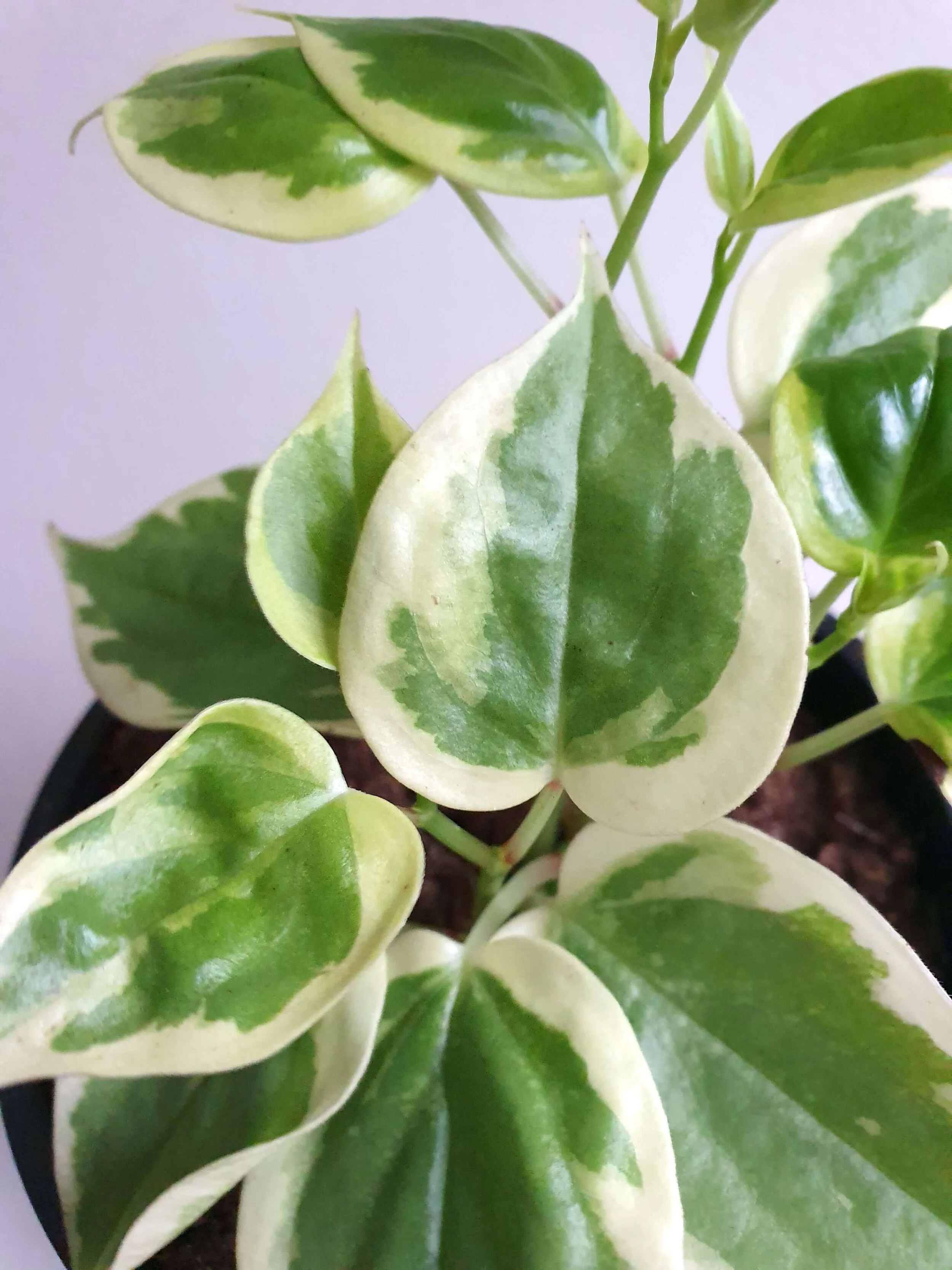 20200218_133114 copy.jpg