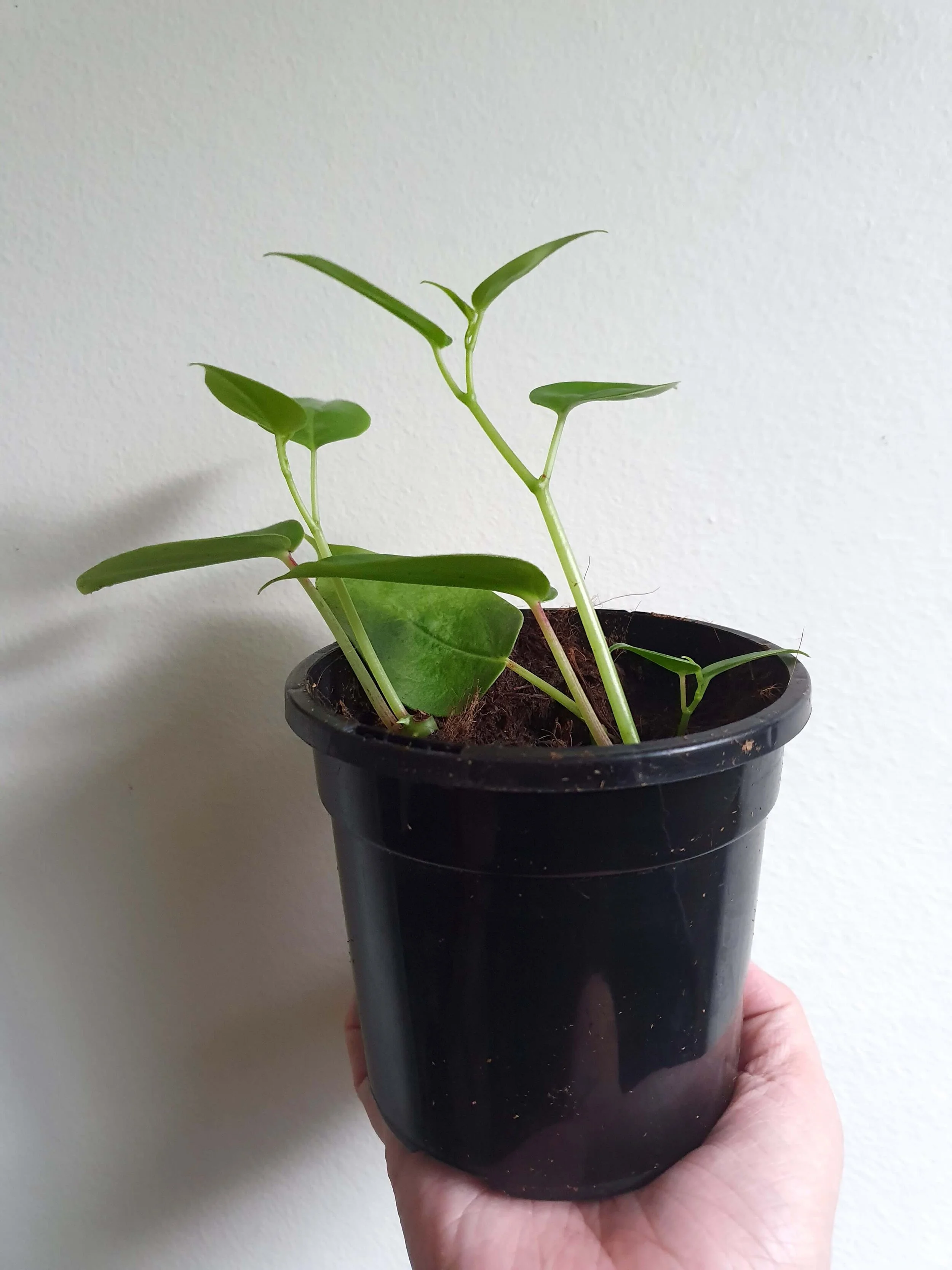 20200218_133351 copy.jpg