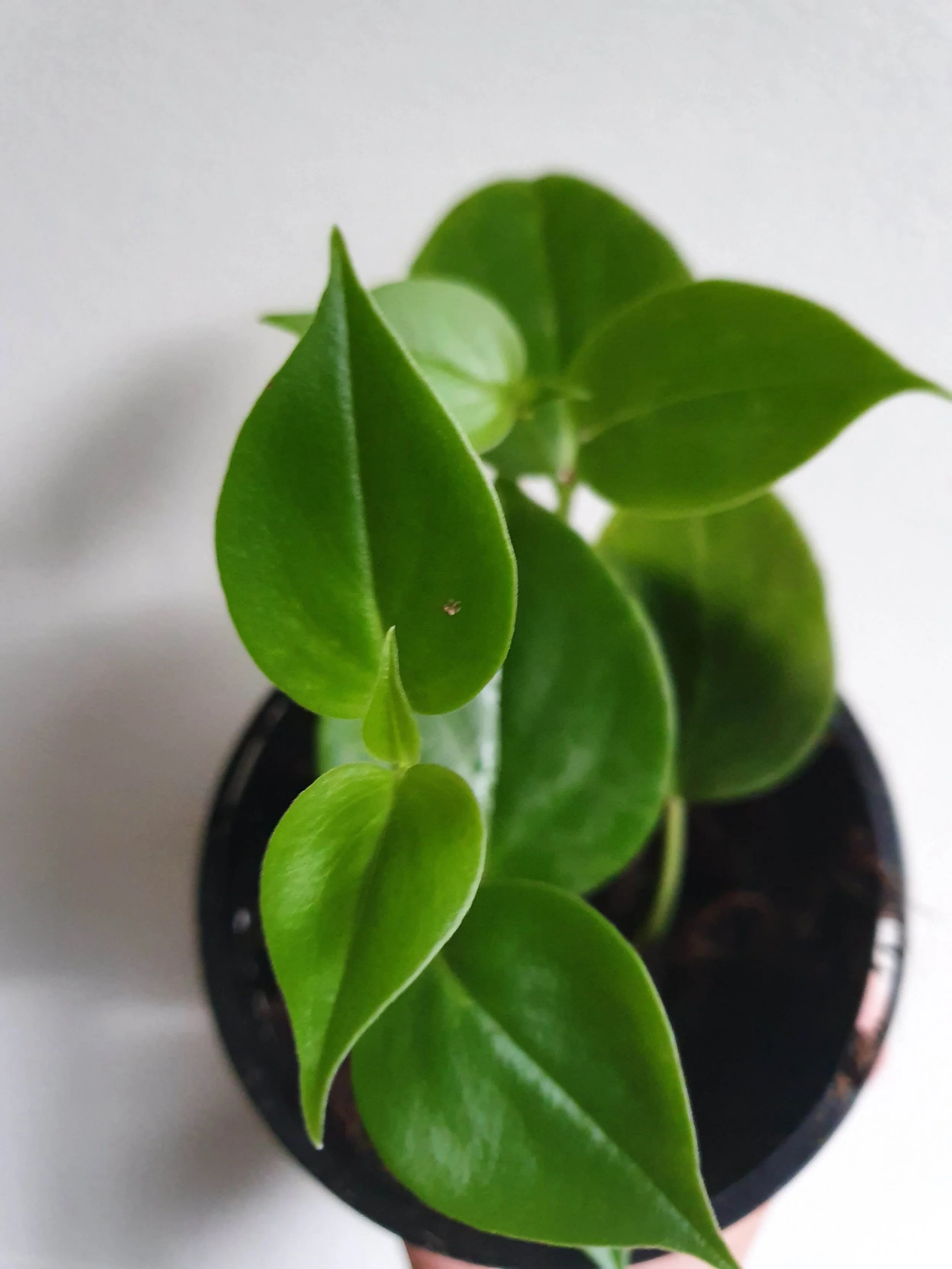 20200218_133424 copy.jpg