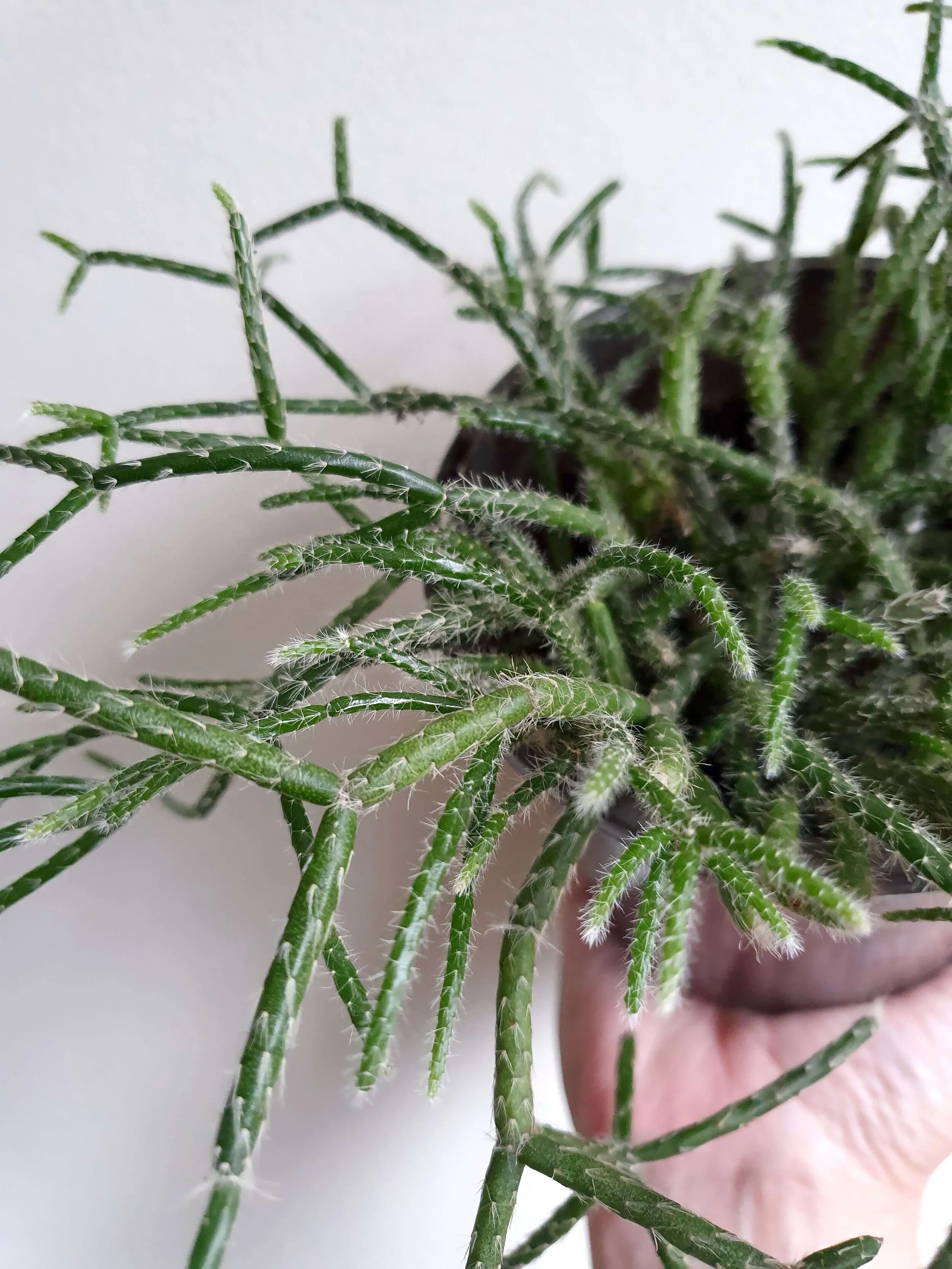 20200218_144535 copy.jpg