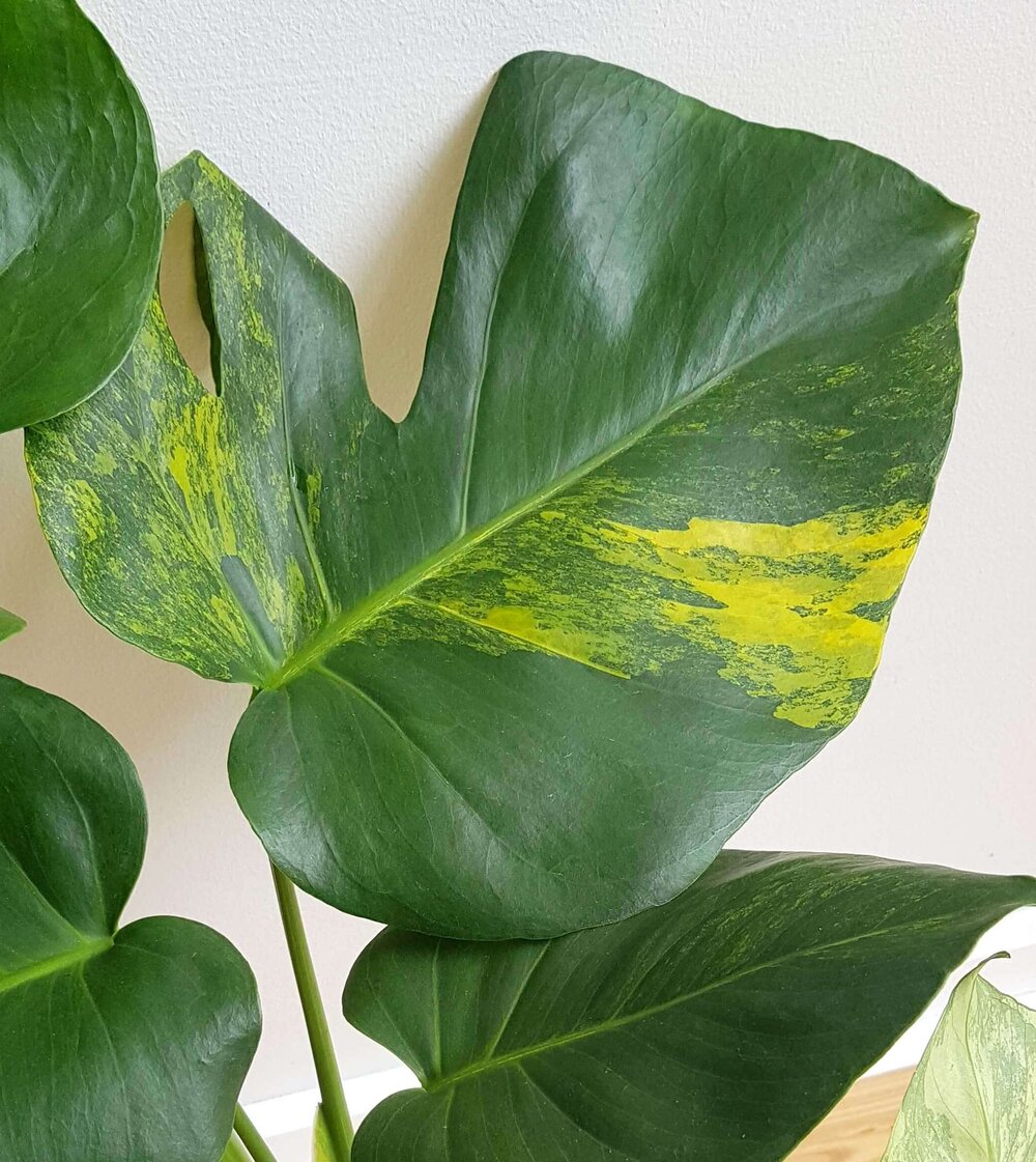 Variegated Monstera Deliciosa Which One Is Which Verdant Dwellings