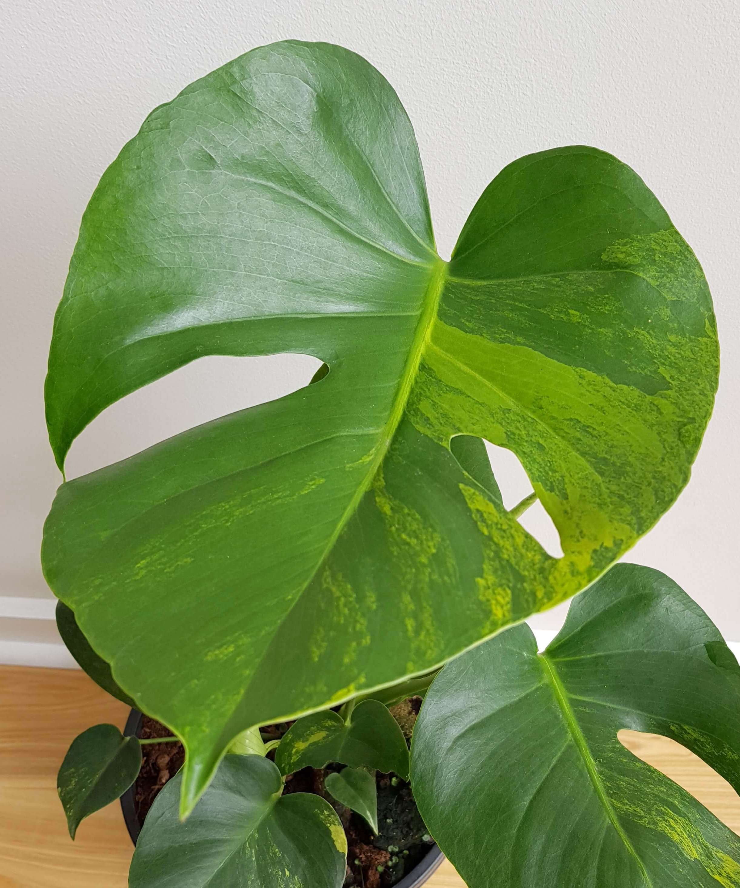 Variegated Monstera Deliciosa: Which one is which? — Verdant Dwellings
