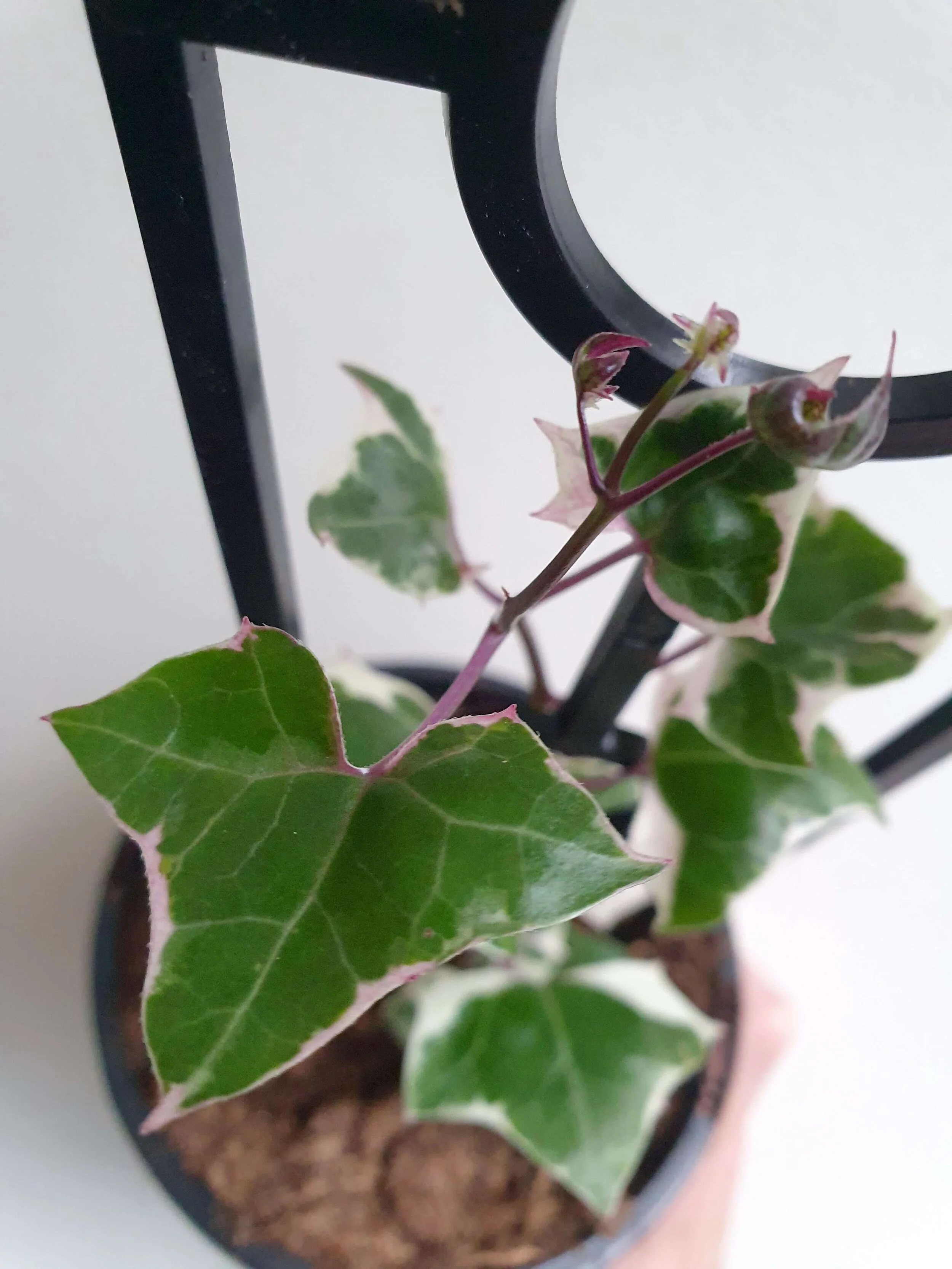 20200303_115304 copy.jpg