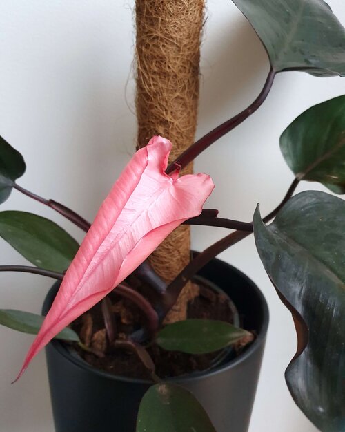 Mature ‘Not Yet Pink’ suddenly expressing an all pink leaf