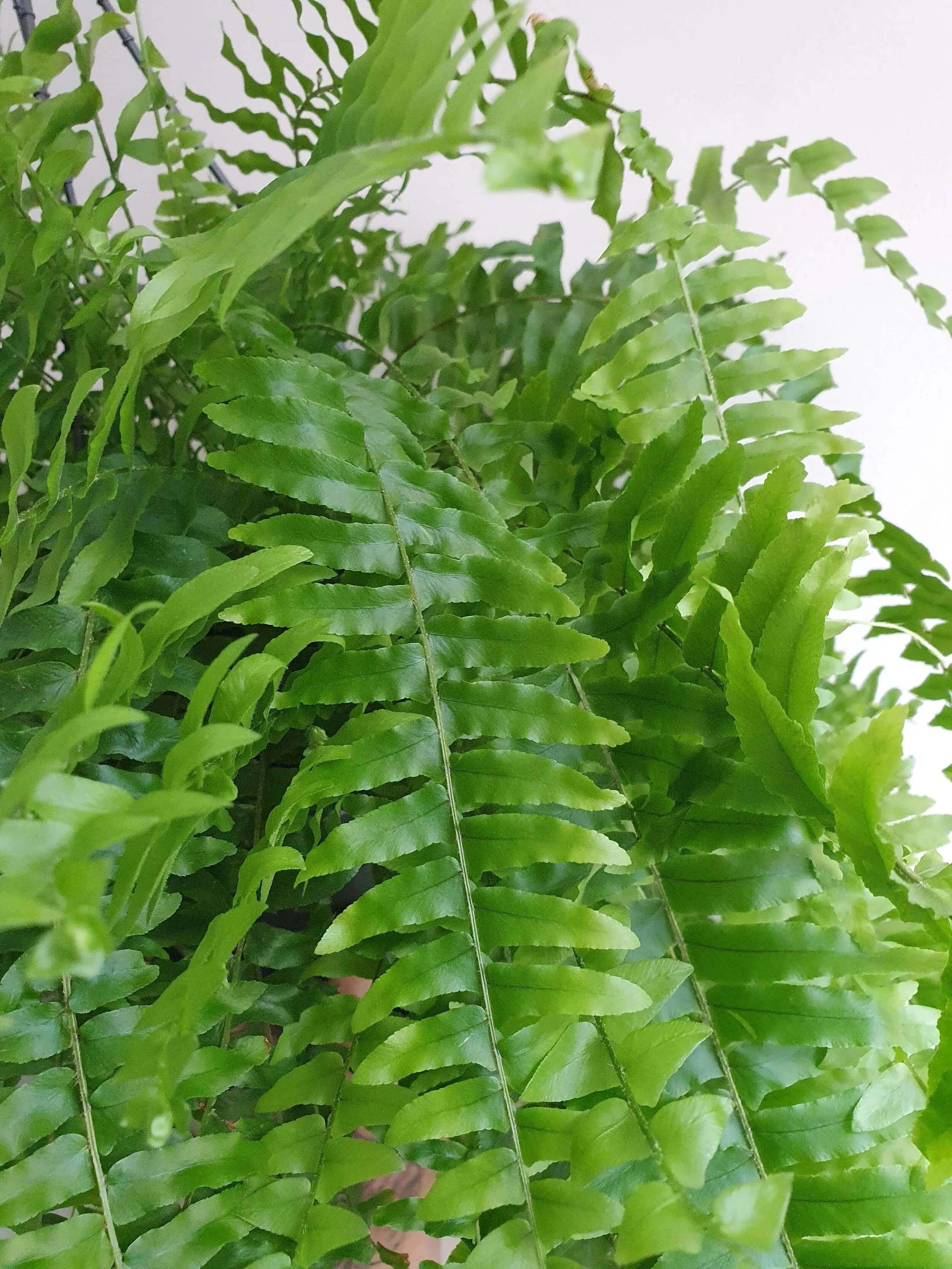 20200321_135650 copy.jpg