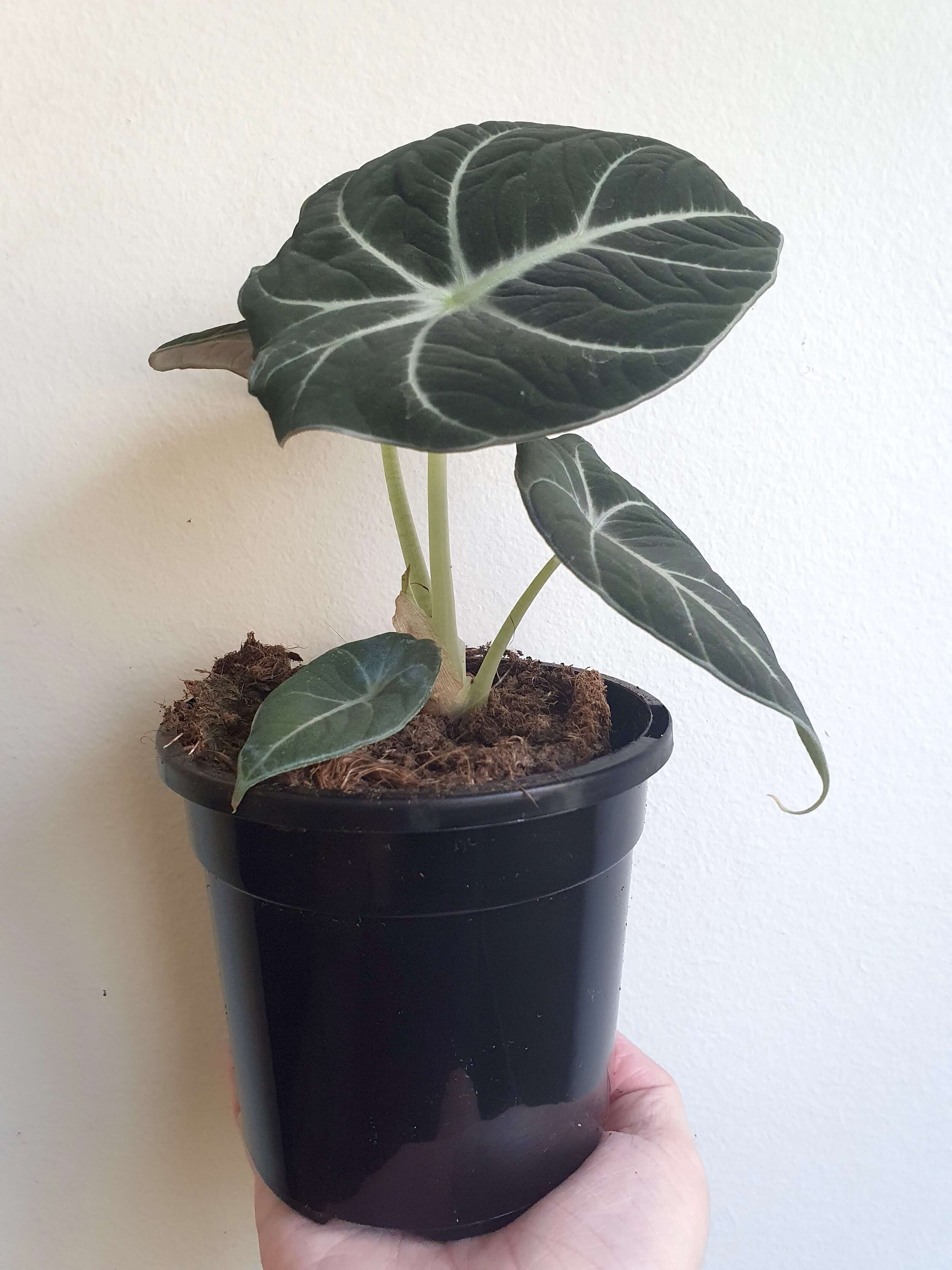 20200401_143849 copy.jpg